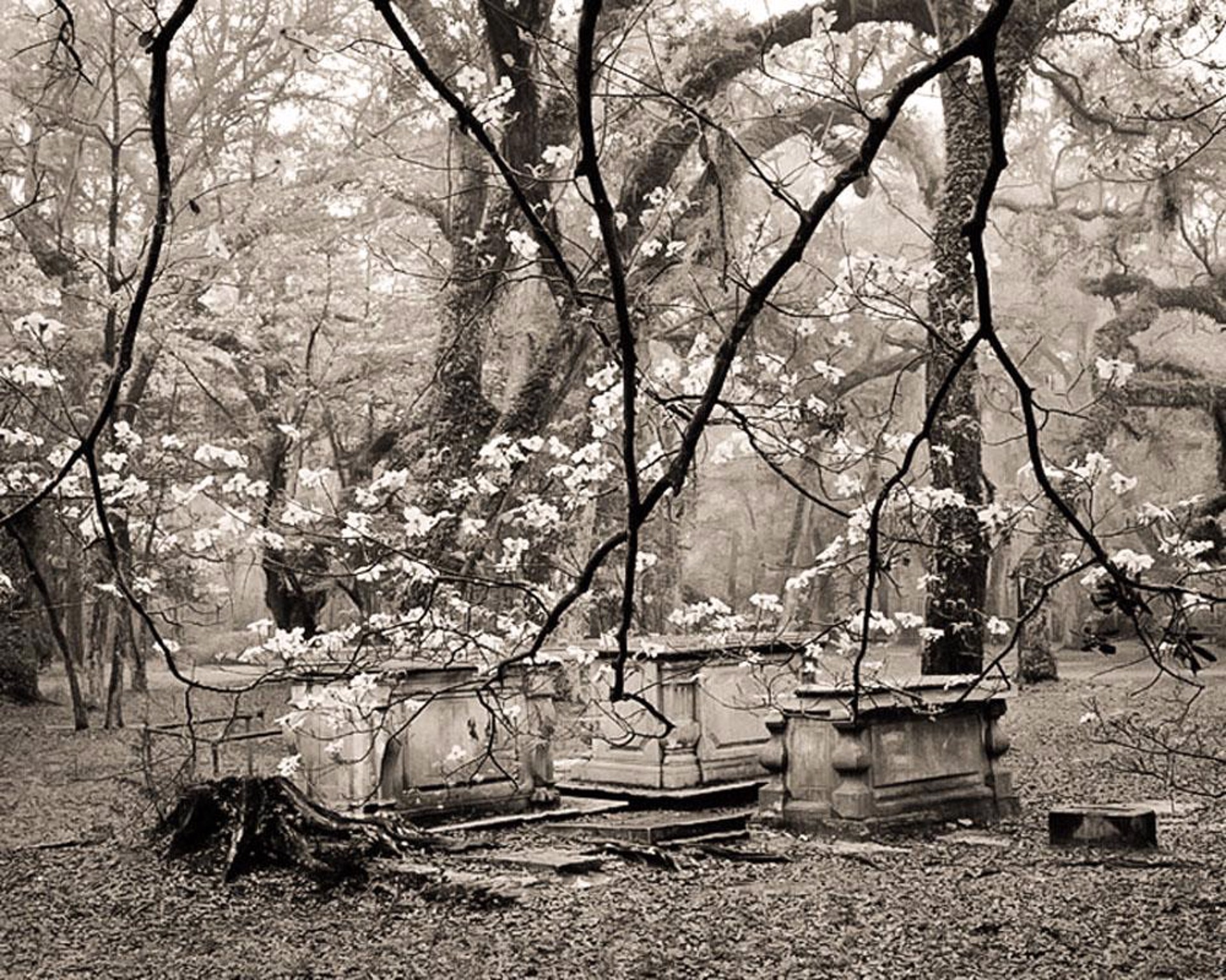 Dogwood Blossoms in Oaks Sheldon Church Ruin by Frank Hunter