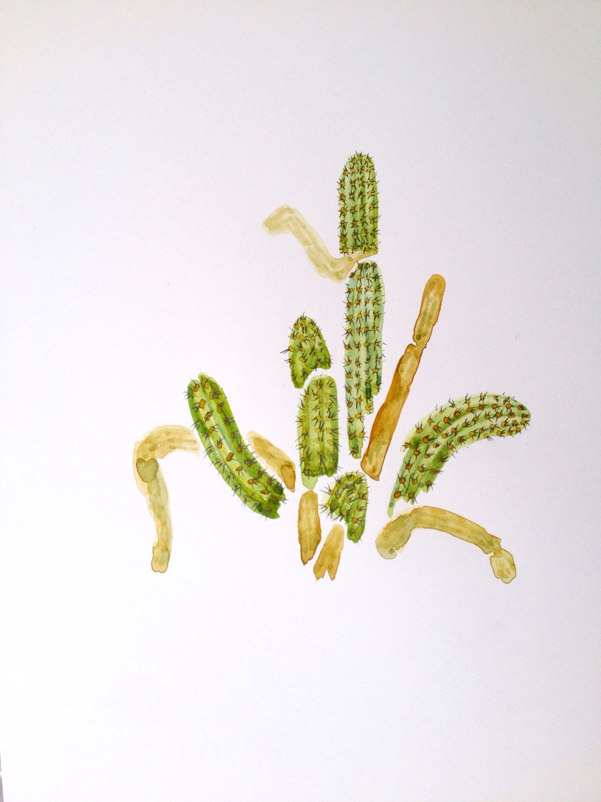 Trichocereus a Eriocereus Cacti by Rachael Van Dyke