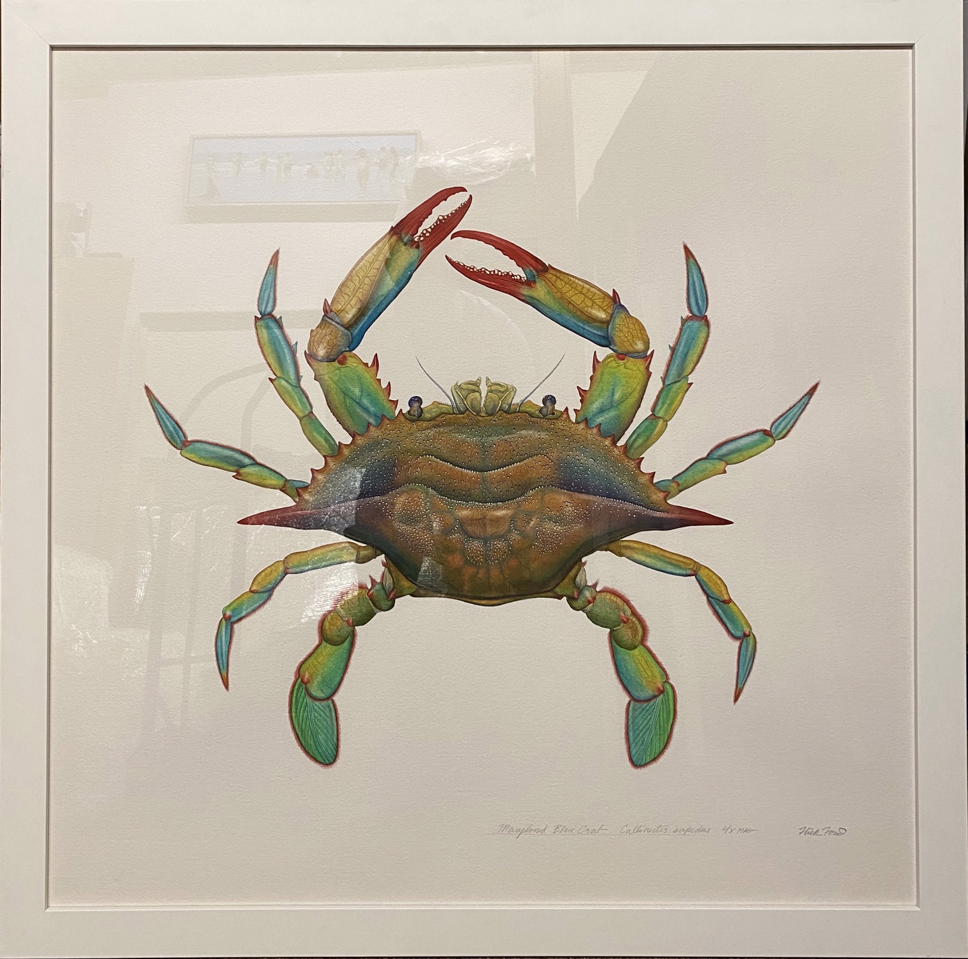 Maryland Blue Crab Callinectes sapidus 4X Mag by Flick Ford