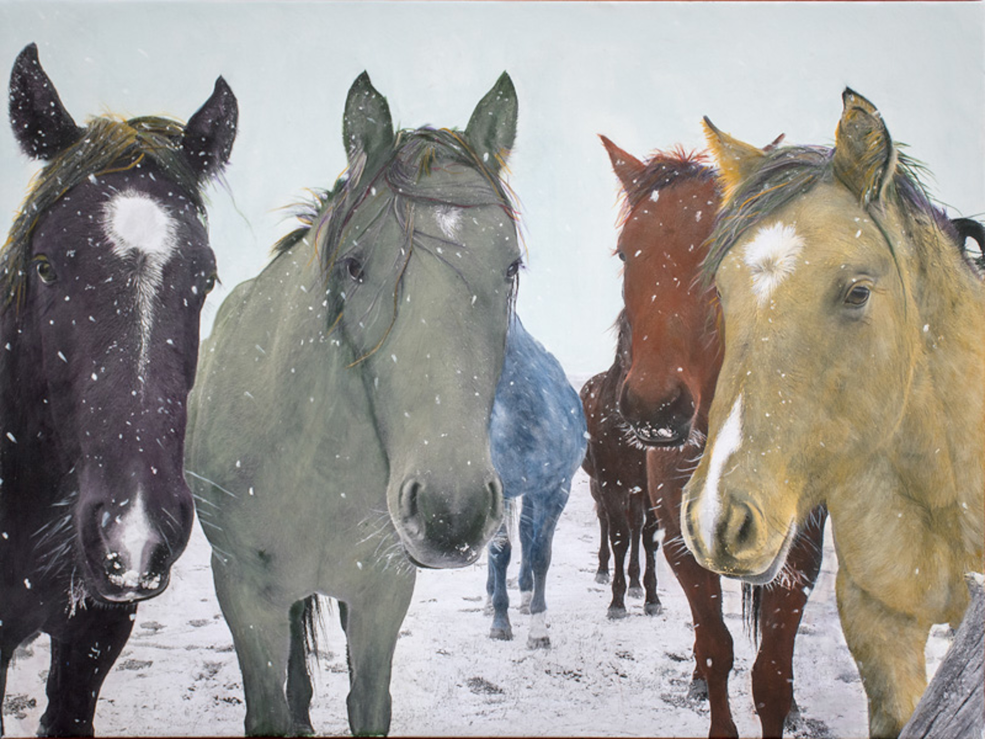 Six Snowy Horses with Matt Green by Jenny Gummersall