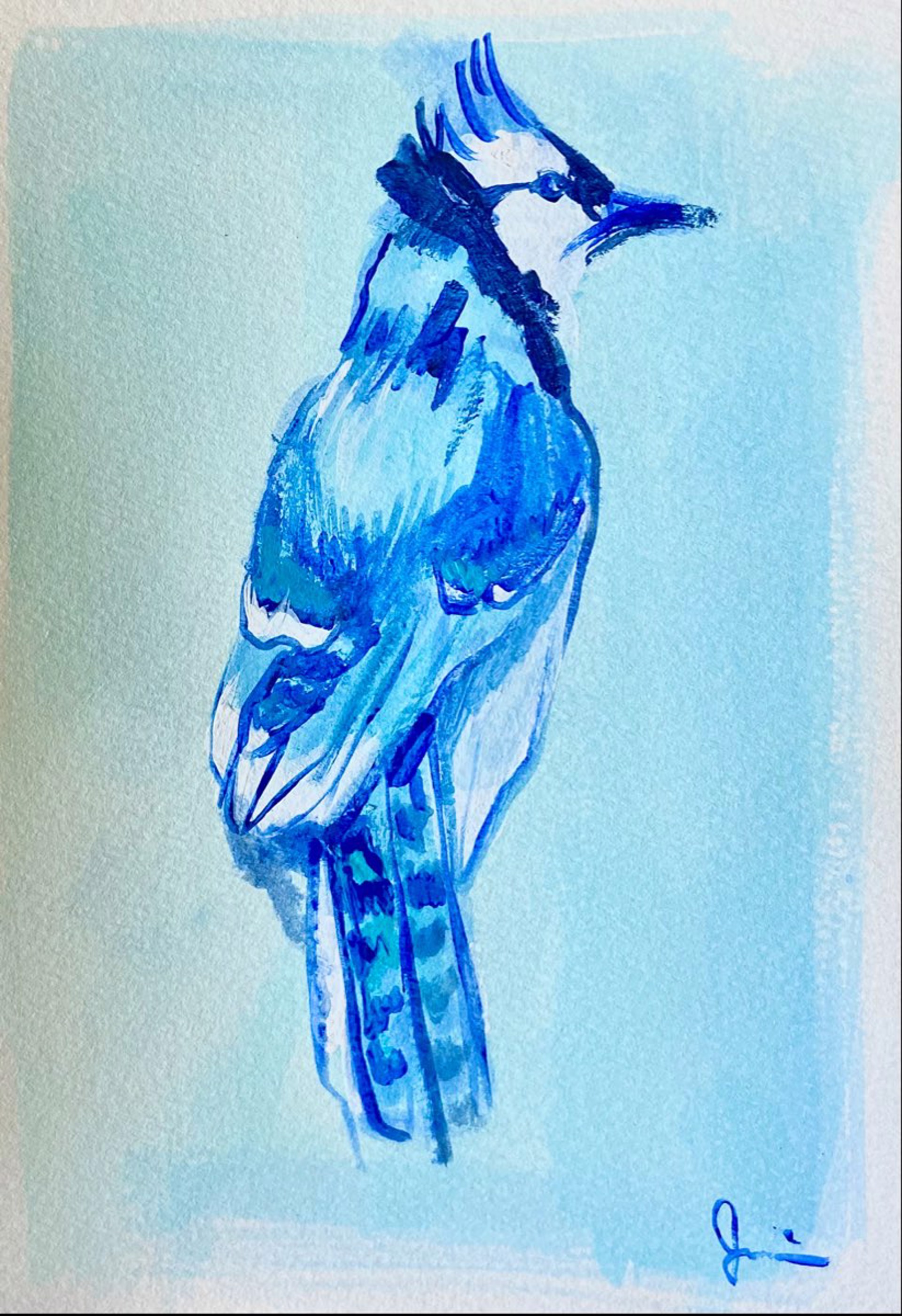 Blue Jay by Jane Schulz