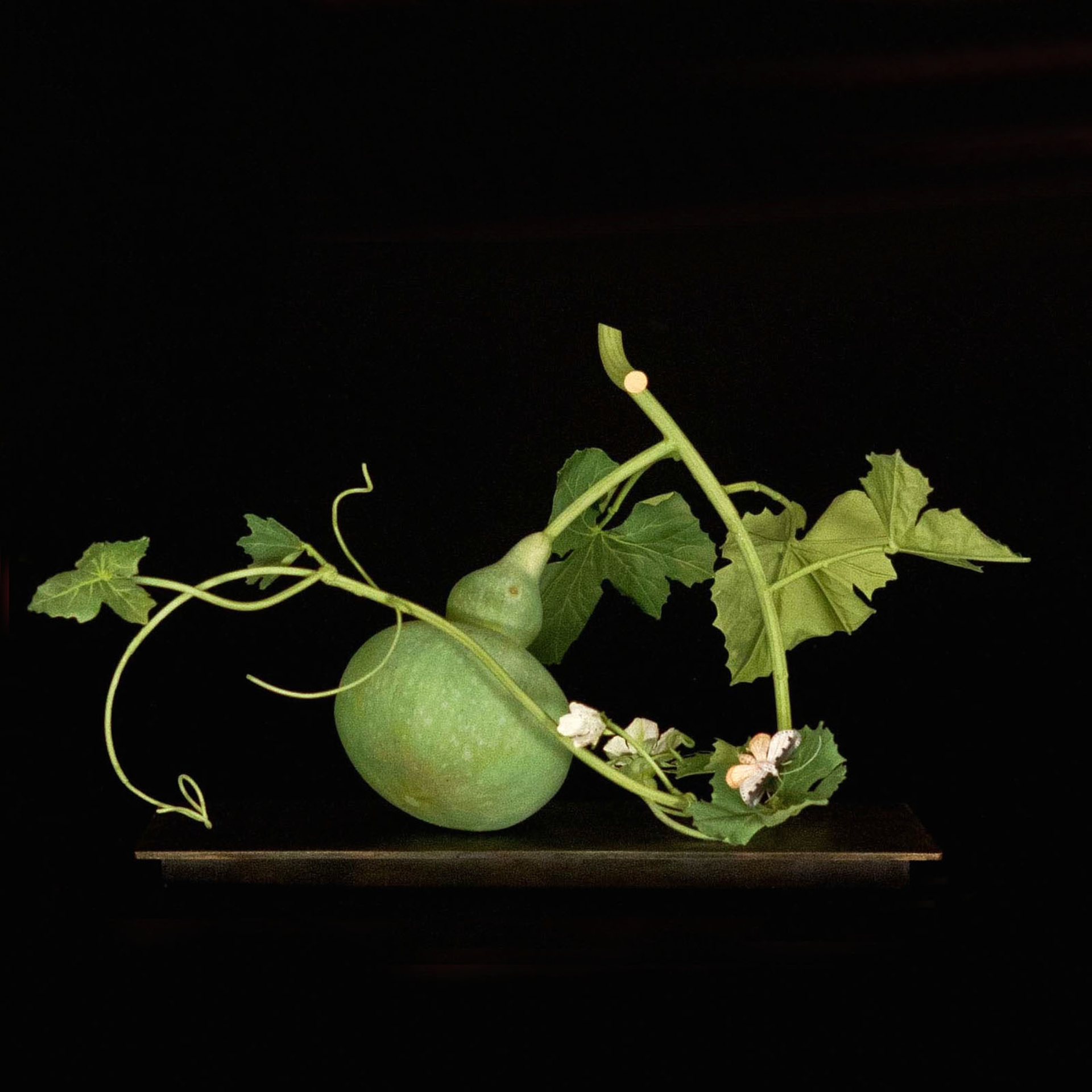 GOURD WITH ETHMIA by Carmen Almon