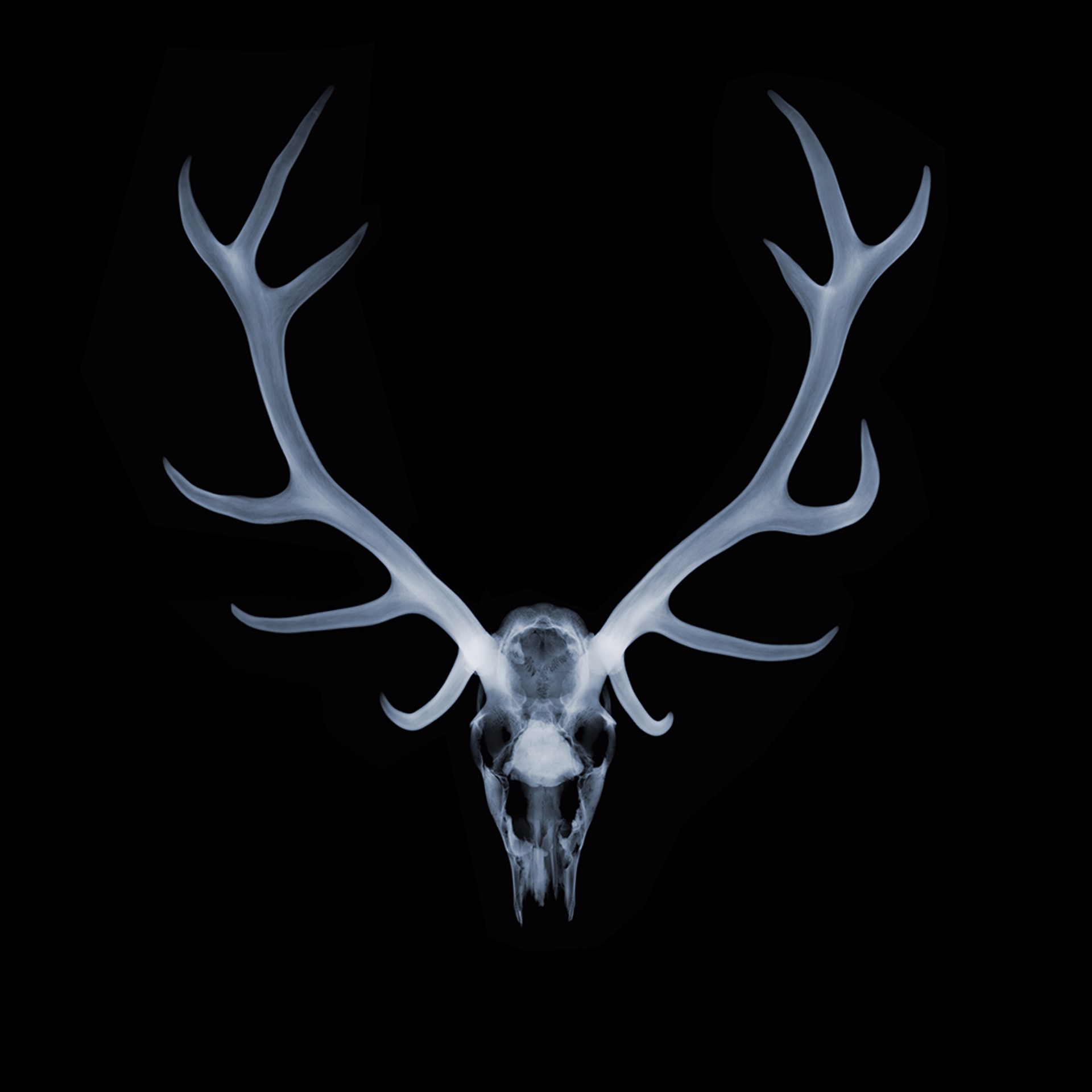 Antlers by Nick Veasey
