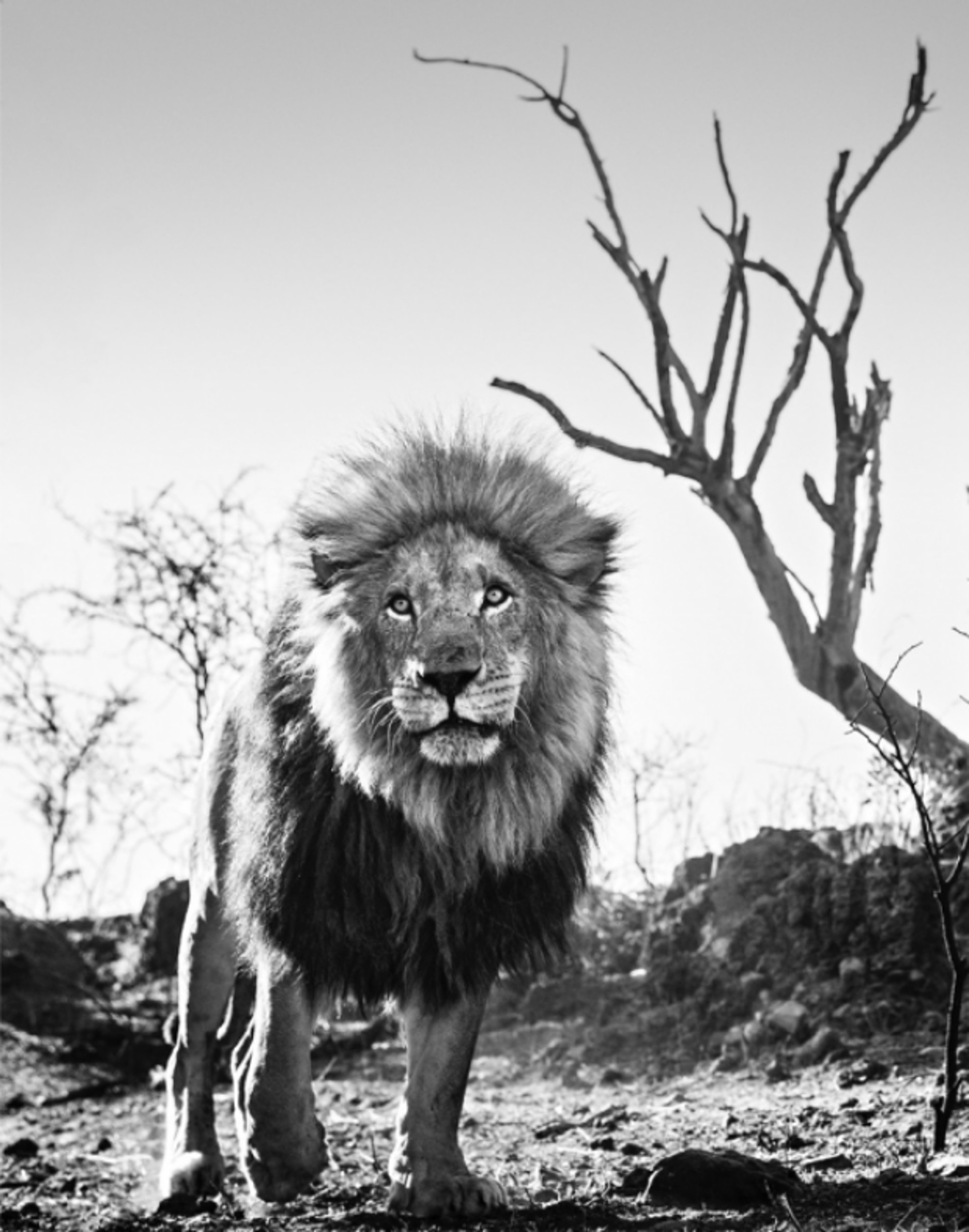 Cry Me A River by David Yarrow