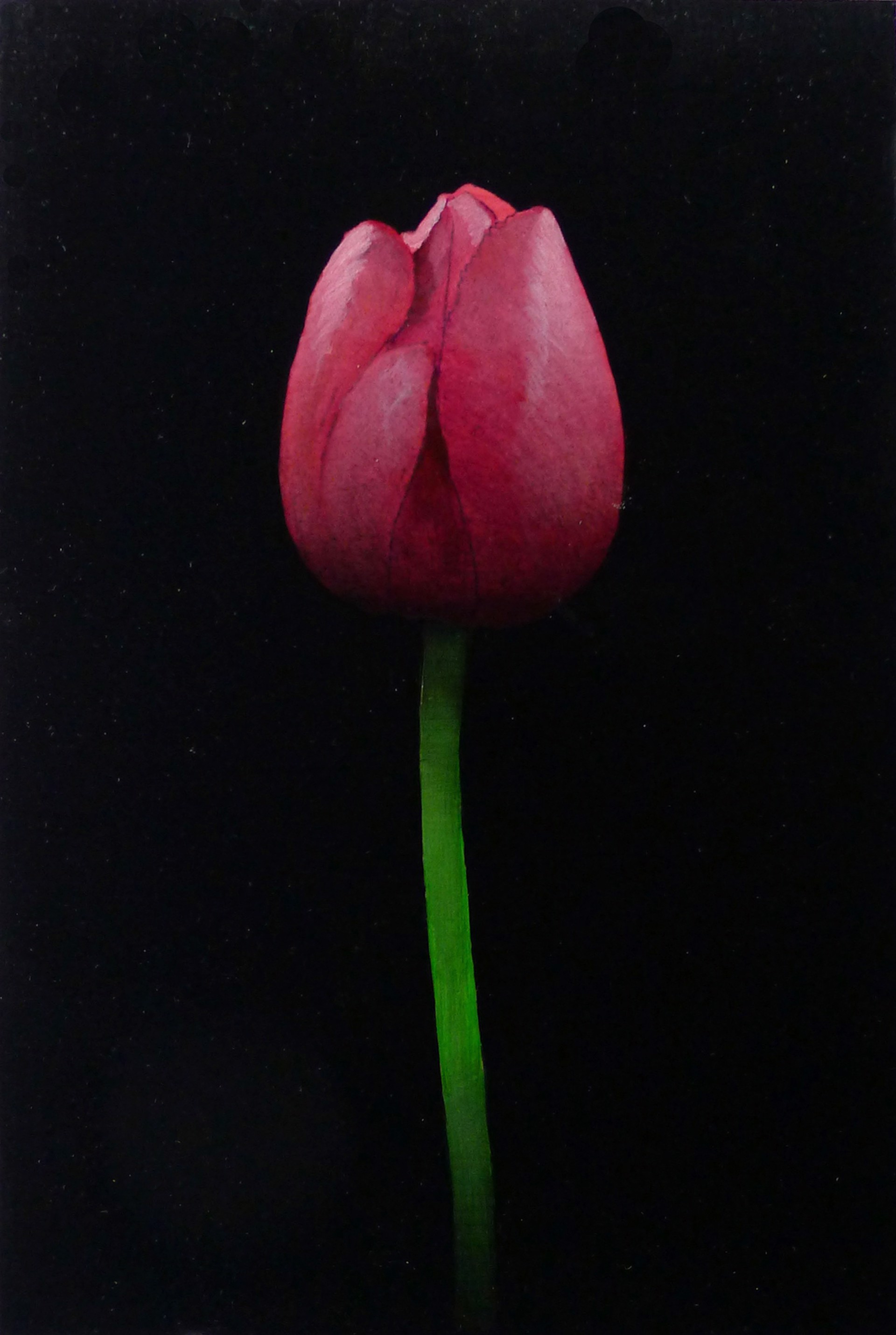 Pink Tulip by Michael Gregory