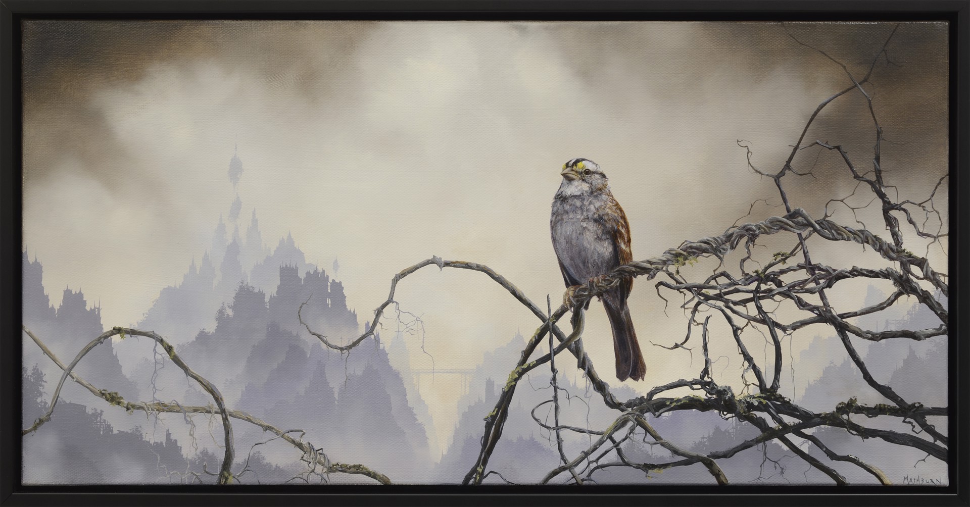 White Throated Sparrow by Brian Mashburn