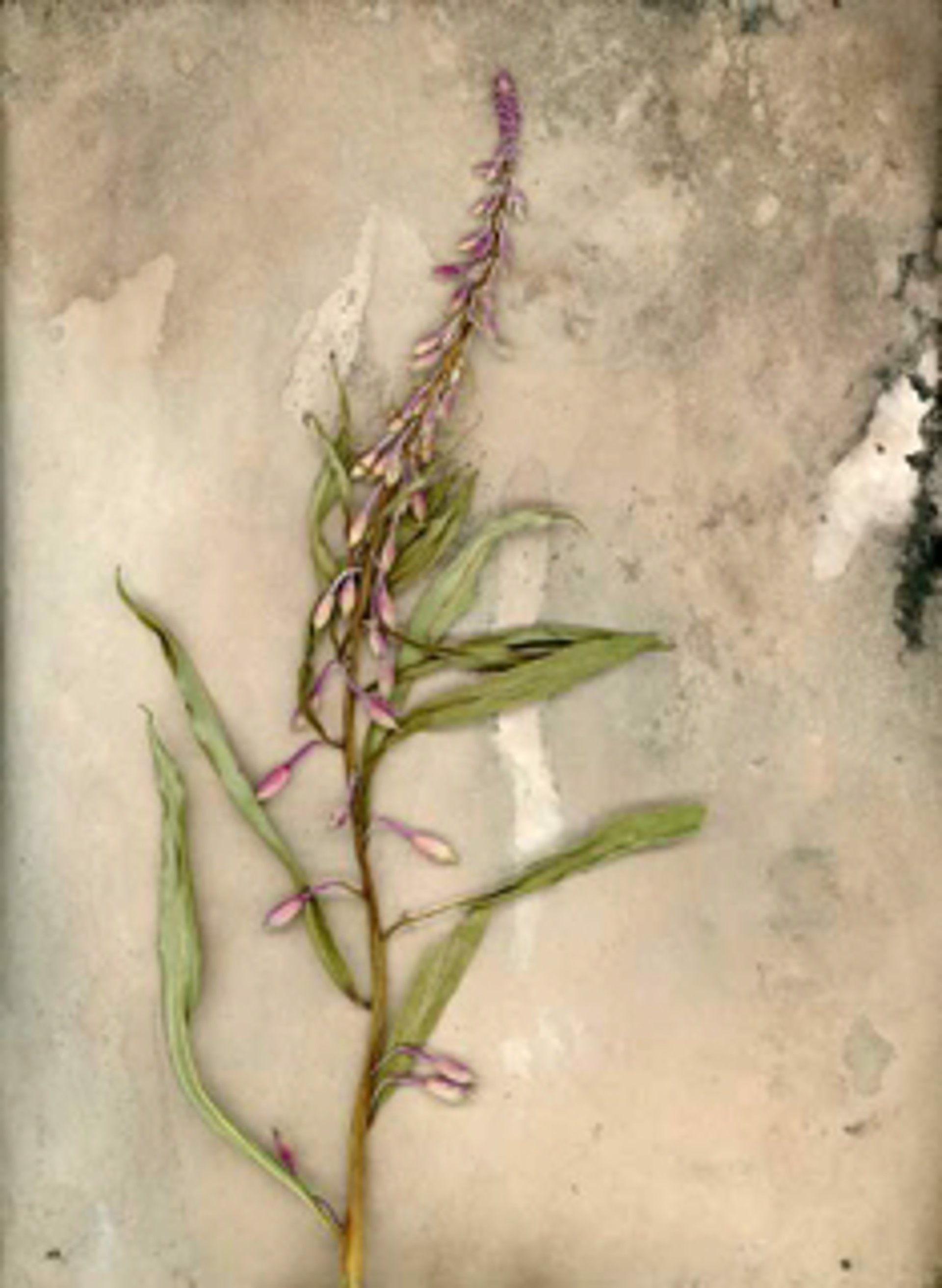 Fireweed by Ken Smith
