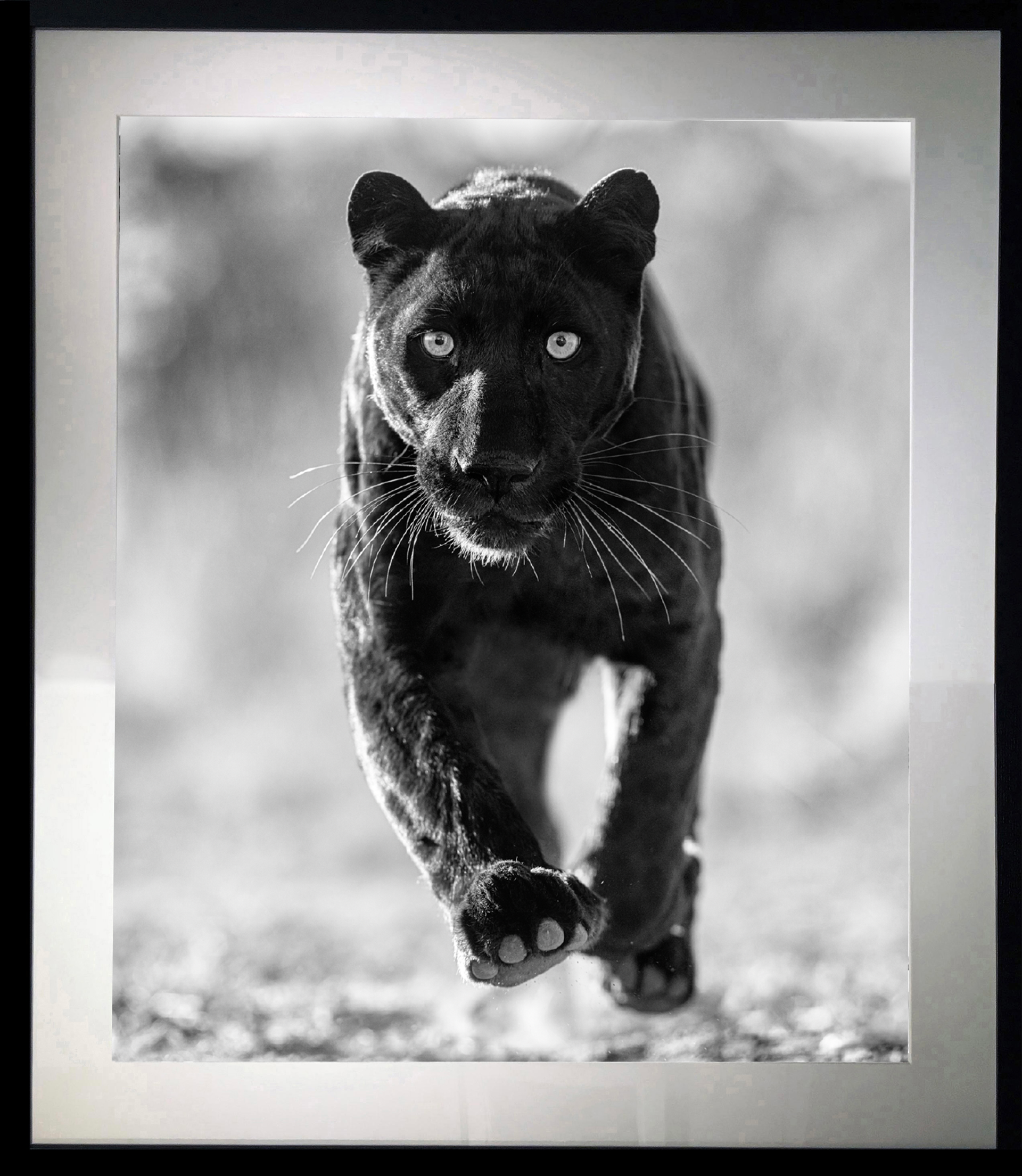 Sex Panther by David Yarrow