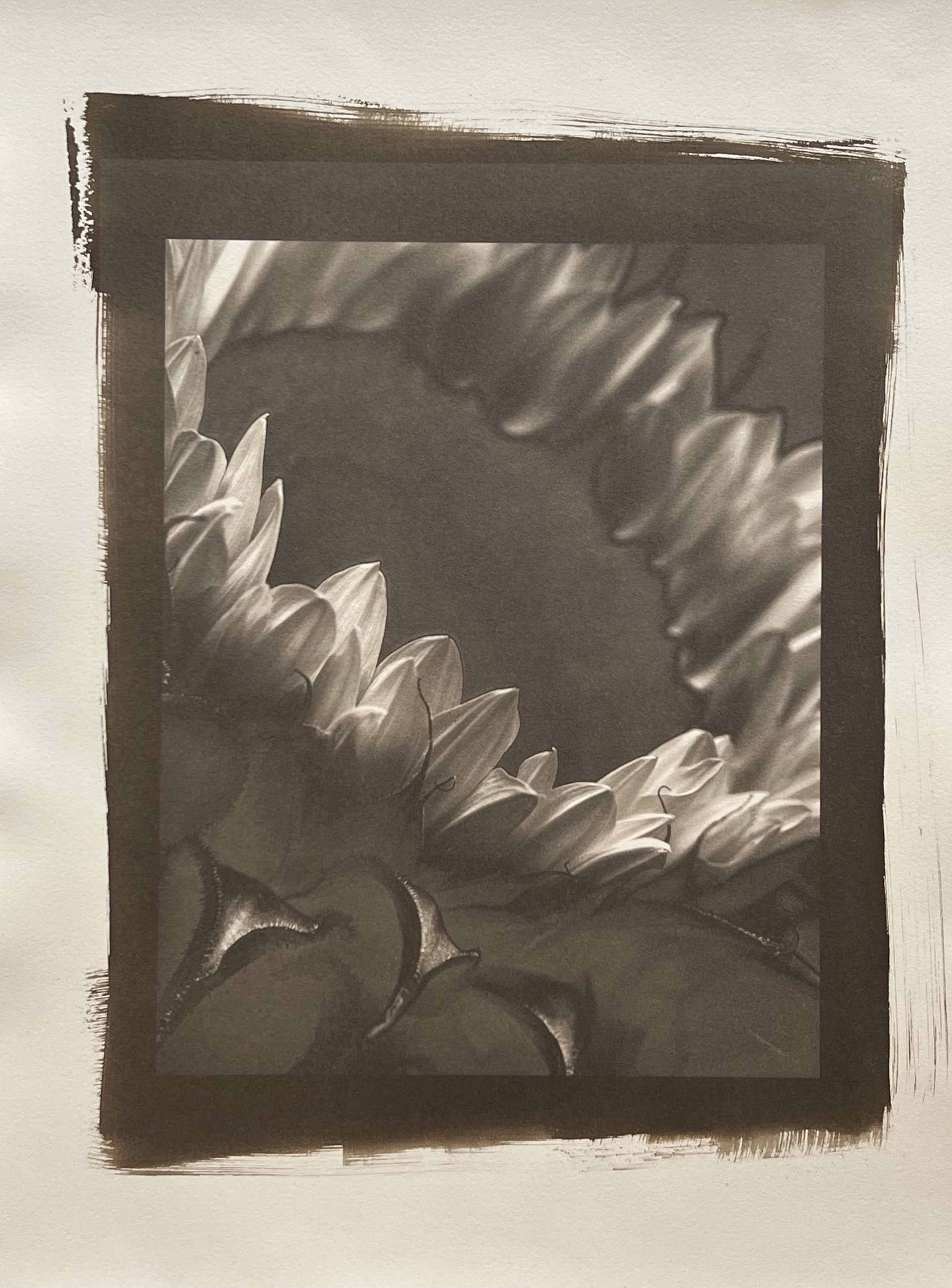 Sunflower #6 A/P by Frank Hunter