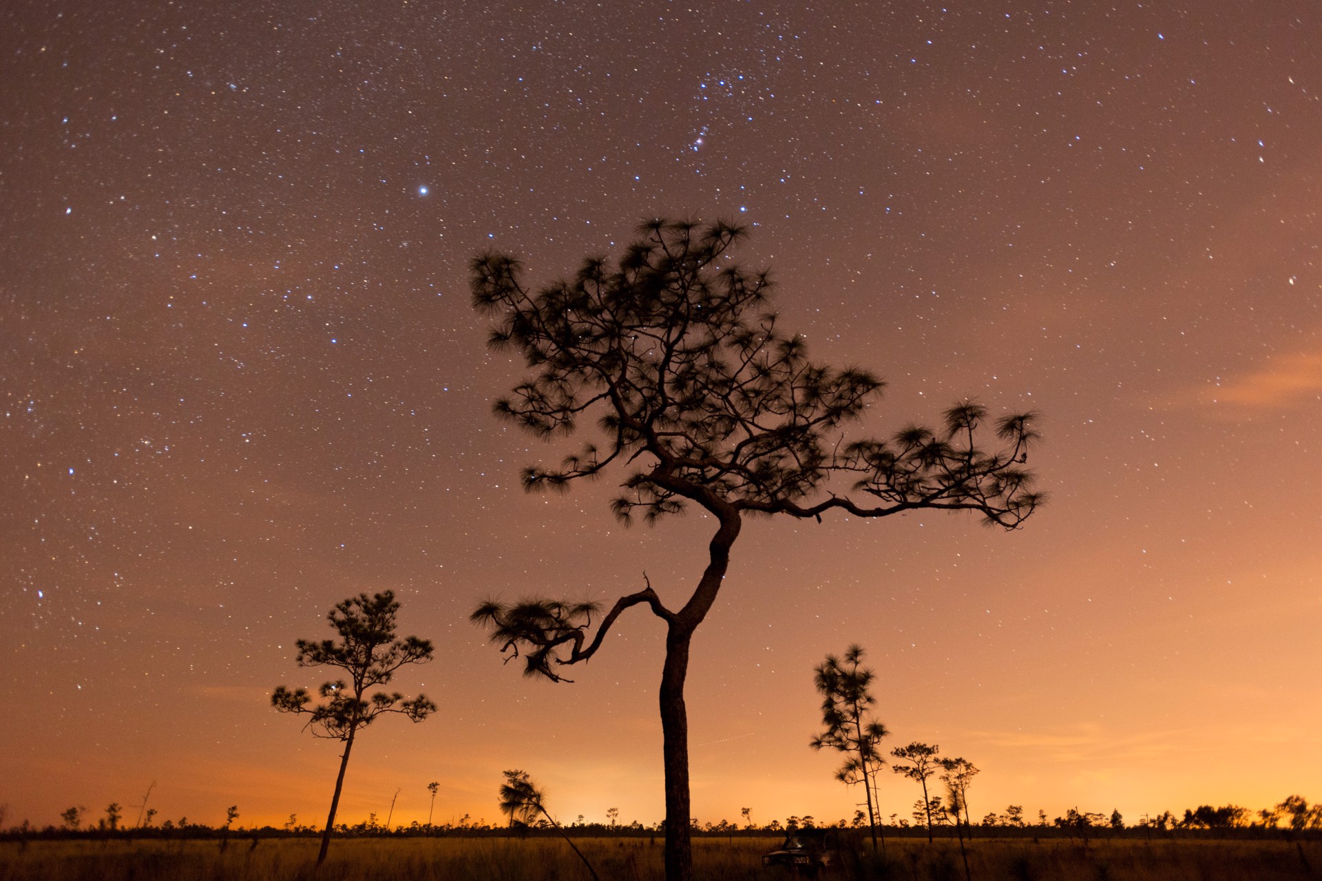 Ancient Longleaf Pine by Carlton Ward Photography