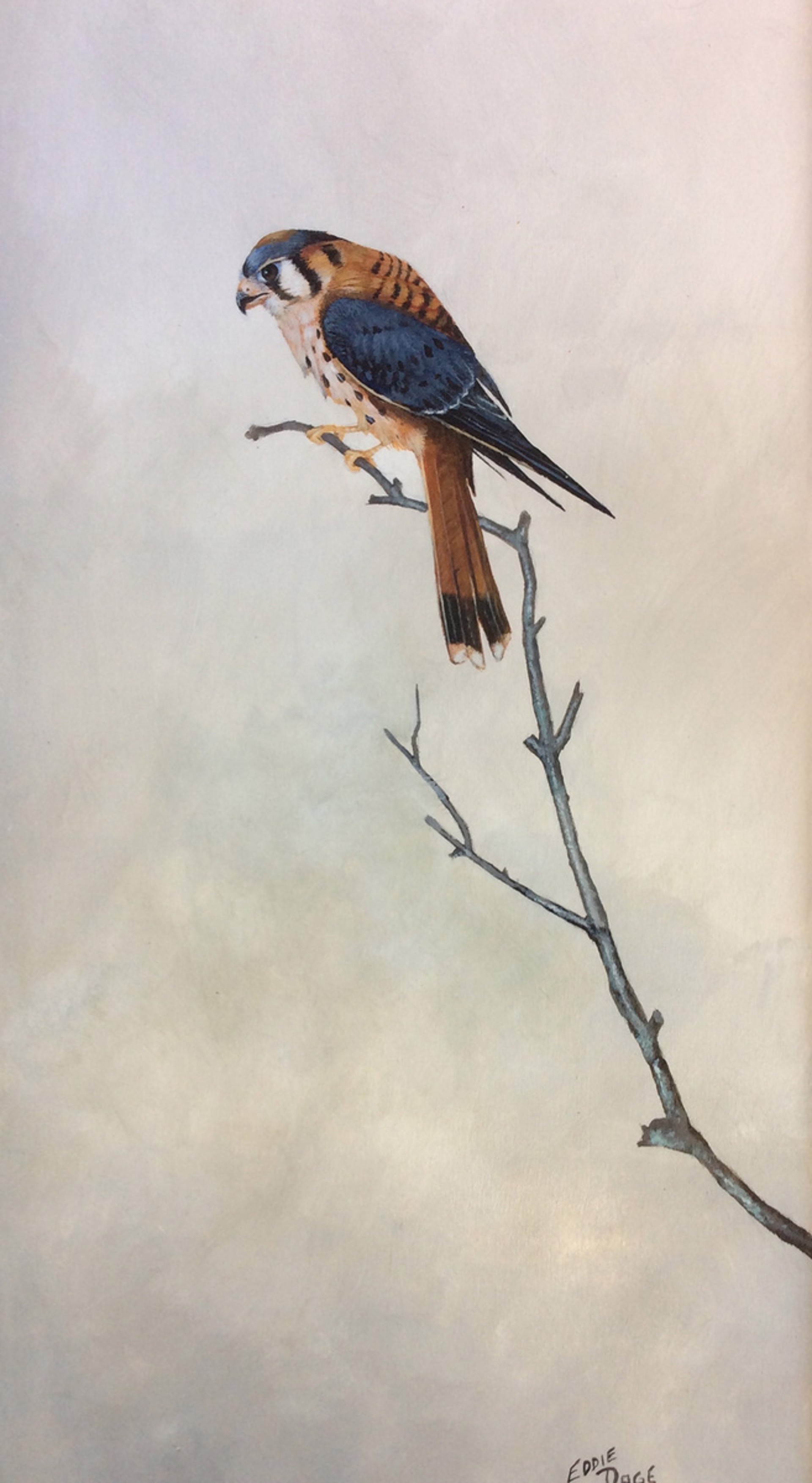 Sparrow Hawk by Eddie LePage