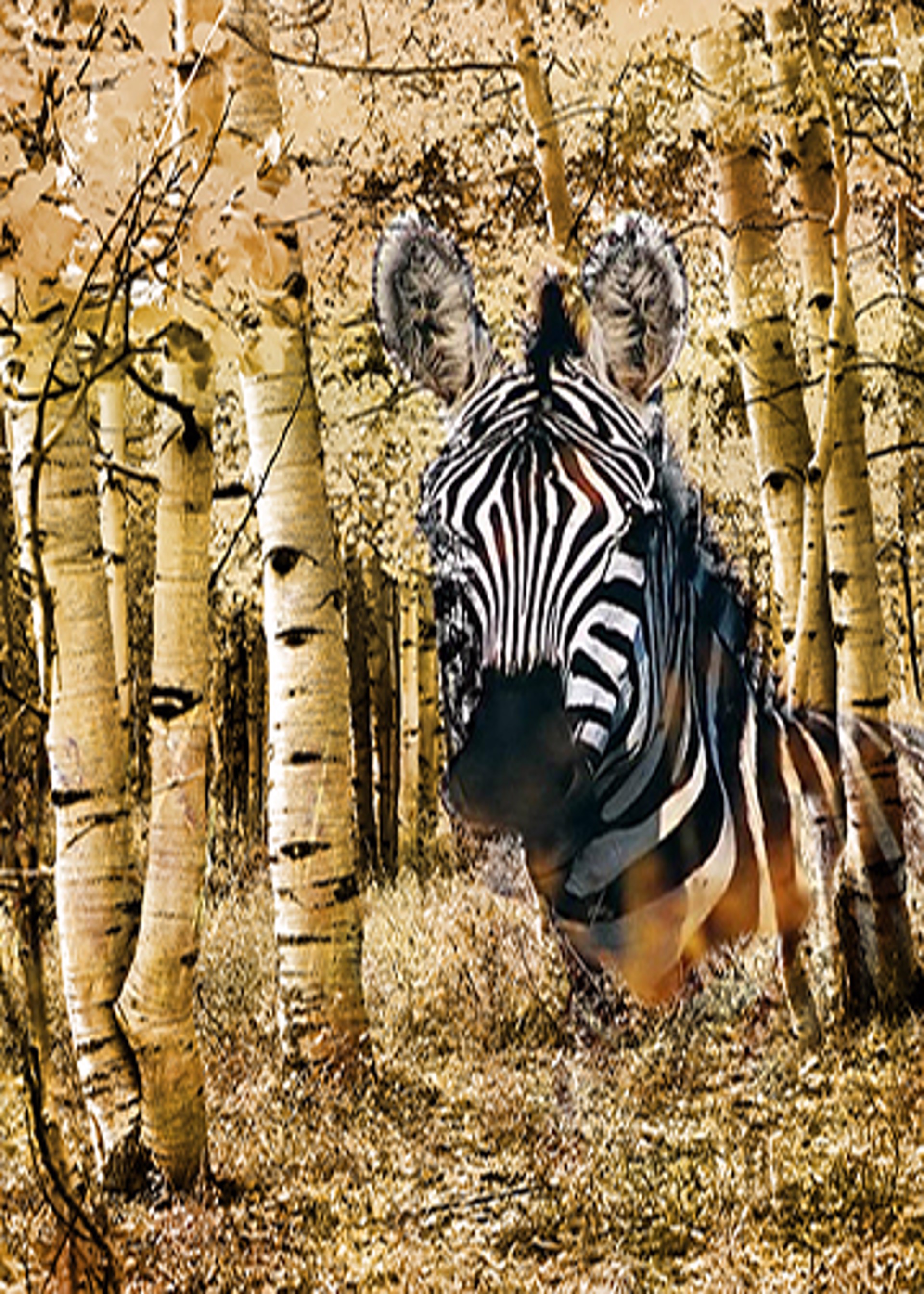 Birch and Zebra by Jo Jones