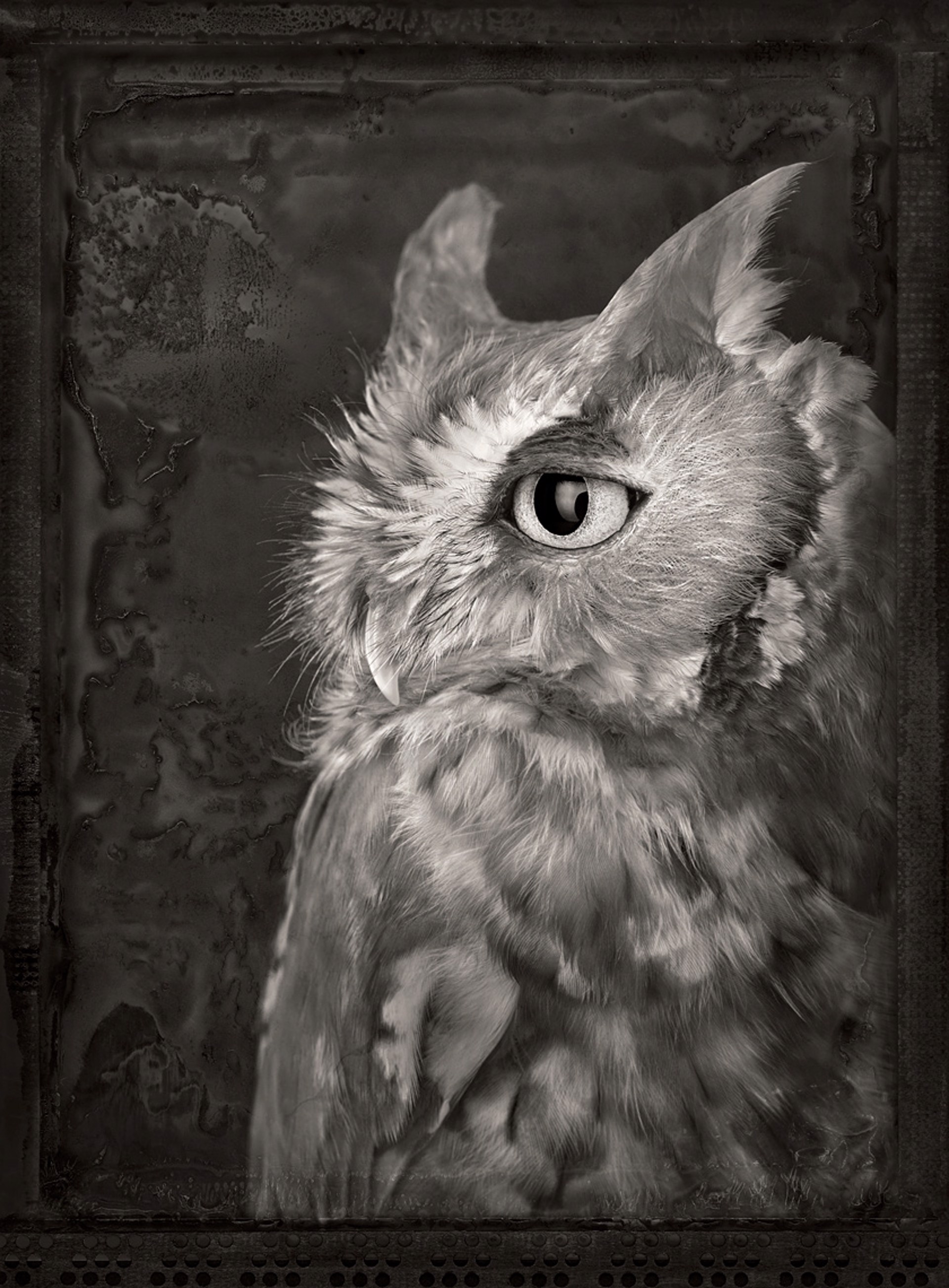 Artifact, XXI, Eastern Screech Owl by Brad Wilson