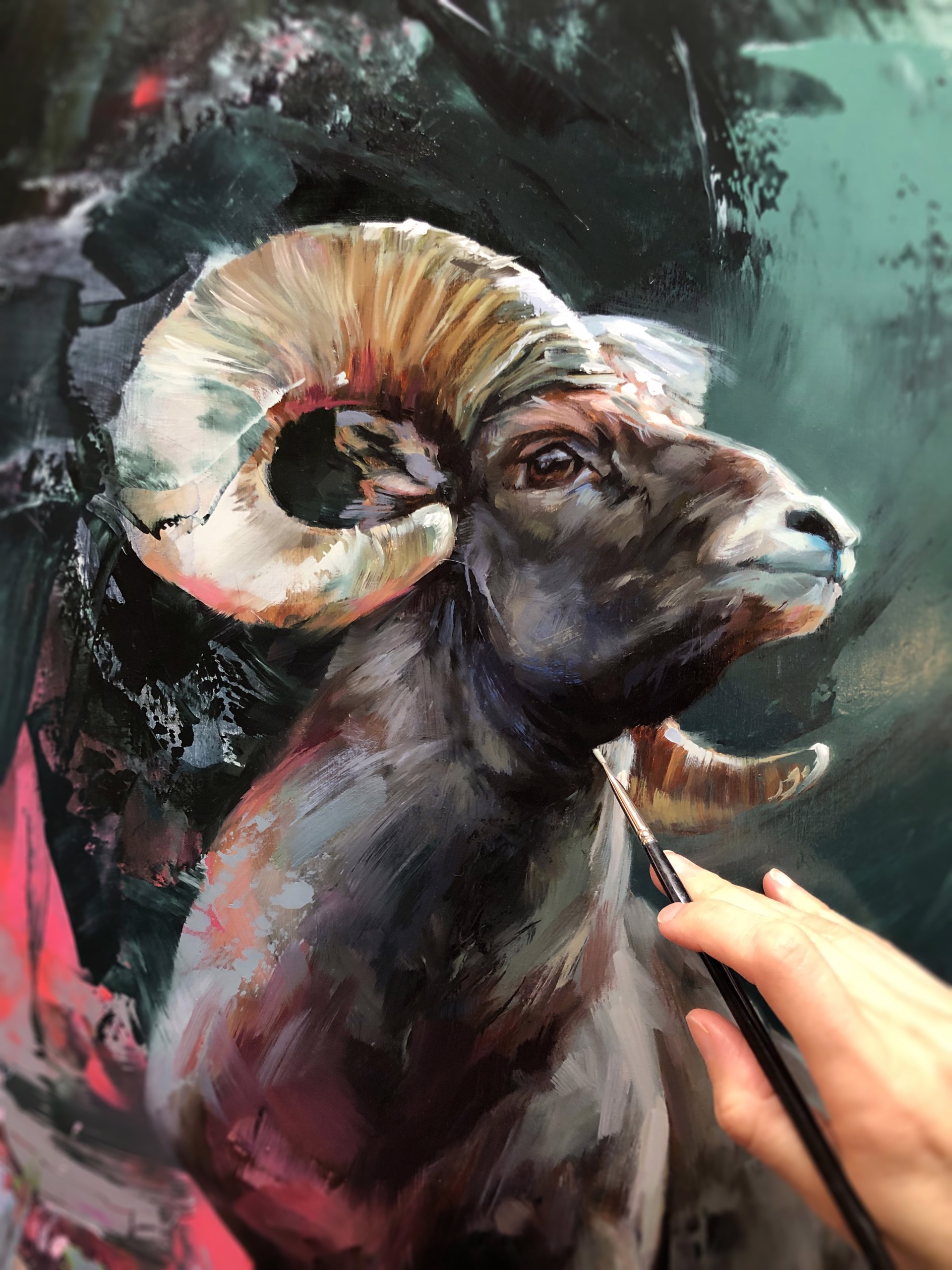 The Rocky Mountain Bighorn Sheep by Lindsey Kustusch