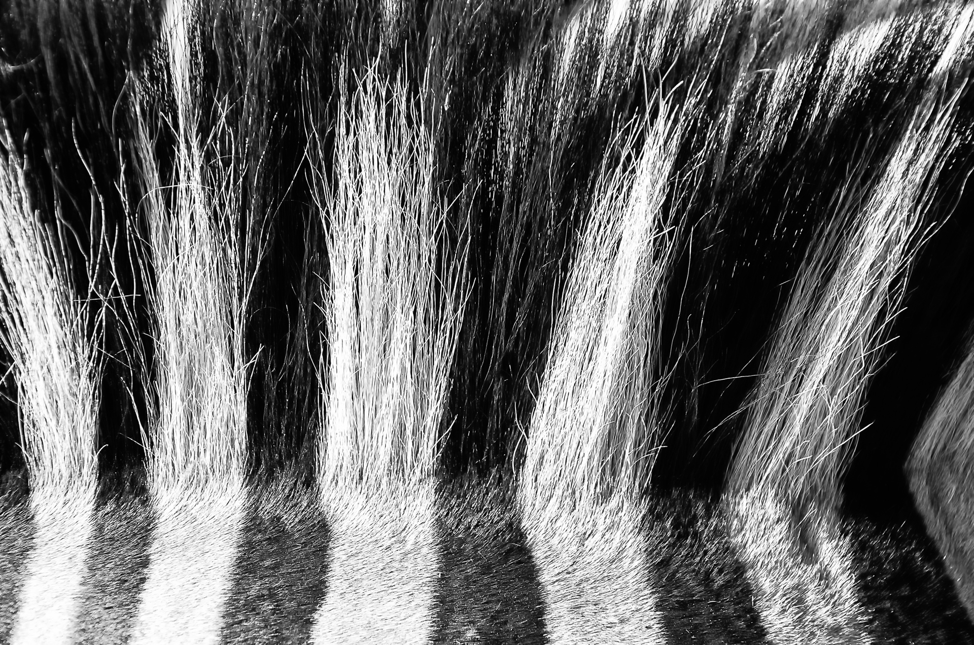 Zulu Zebra Stripes by Harris Masterson
