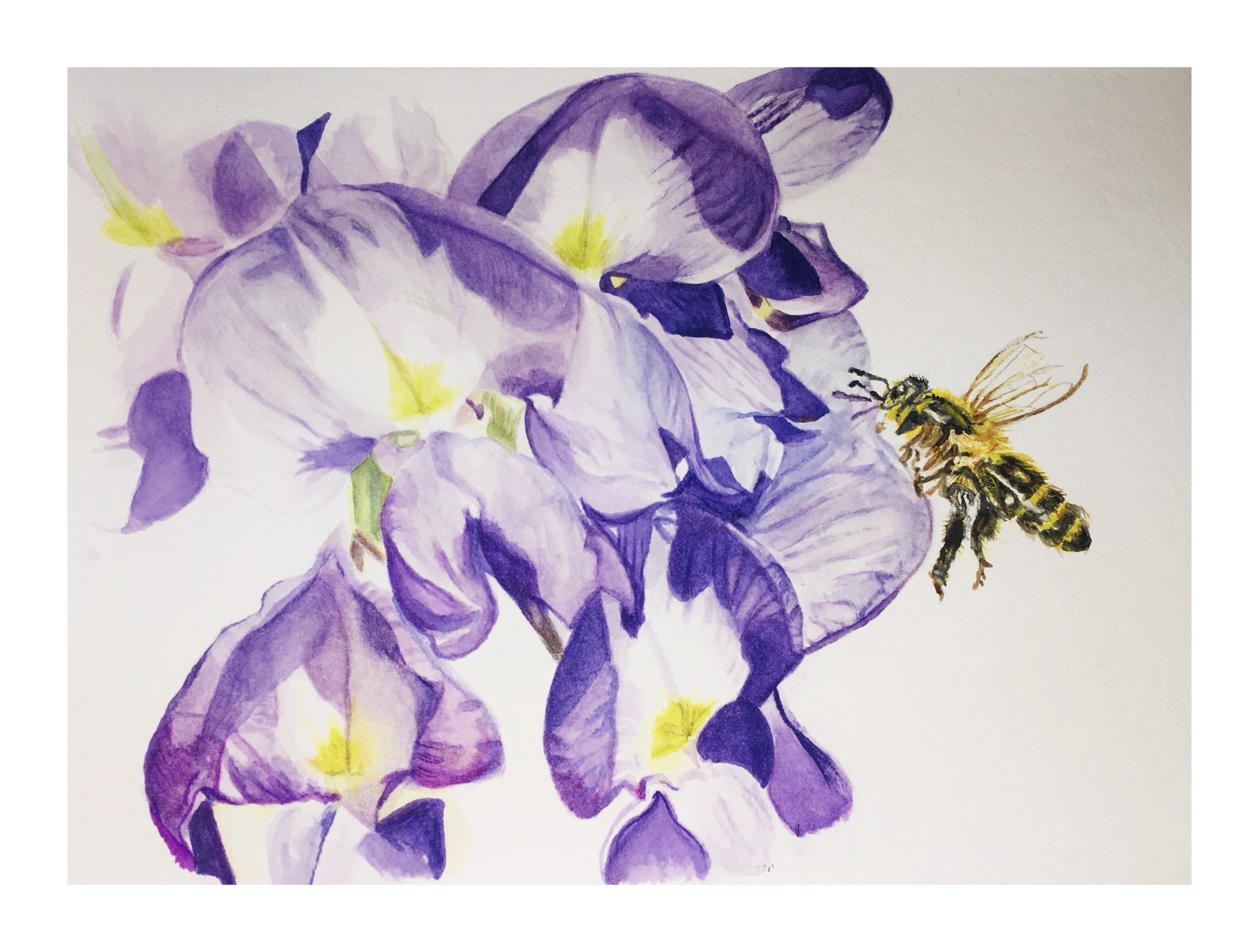 Bee on Wisteria by Anne Maree Lawrence