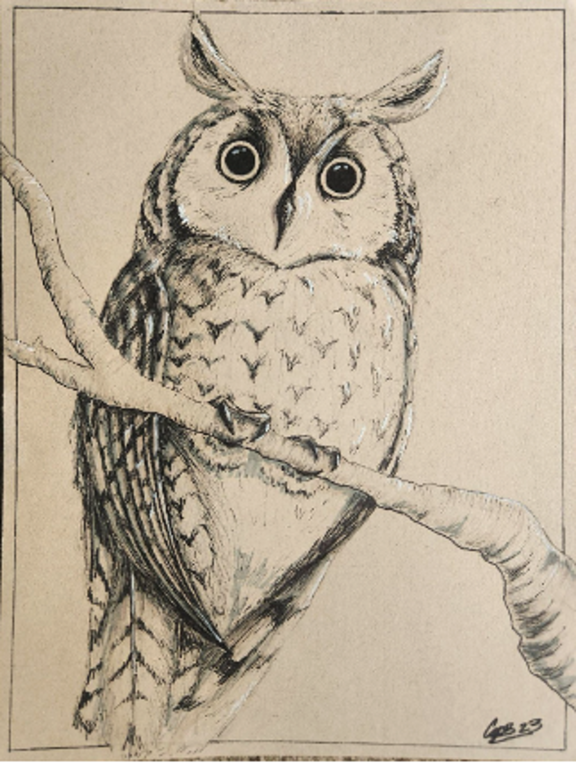 Long-Eared Owl by Carla Pitawanakwat