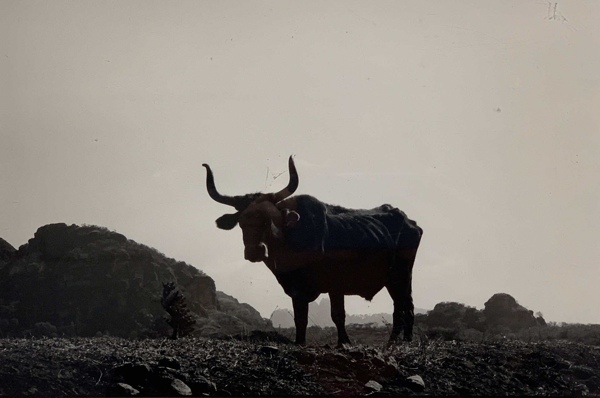 Black Bull, Tepoztlan (Mexico) by Blair Resika