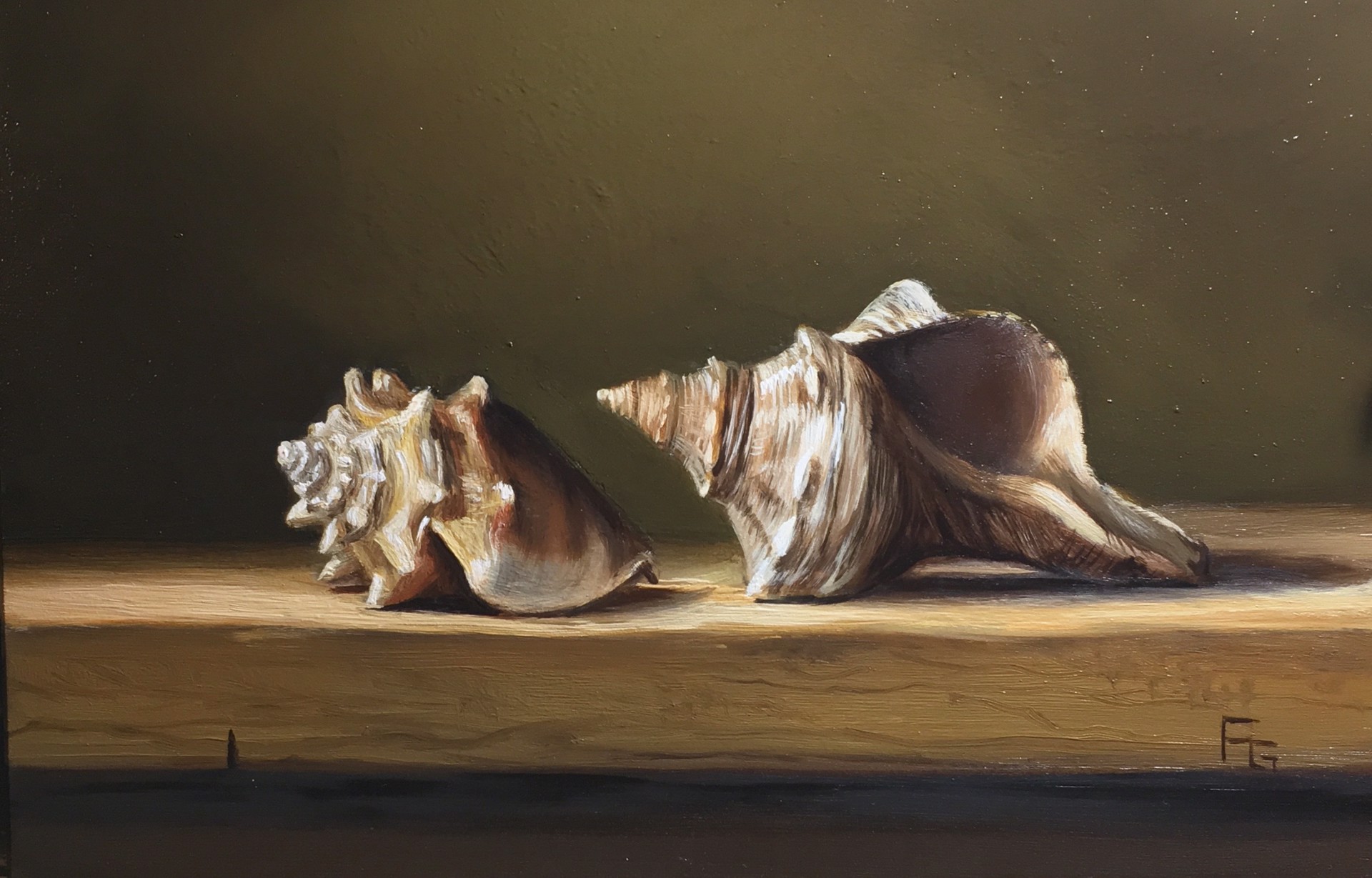 Florida Fighting Conch Shell and Striped Fox Shell by Frankie Gollub