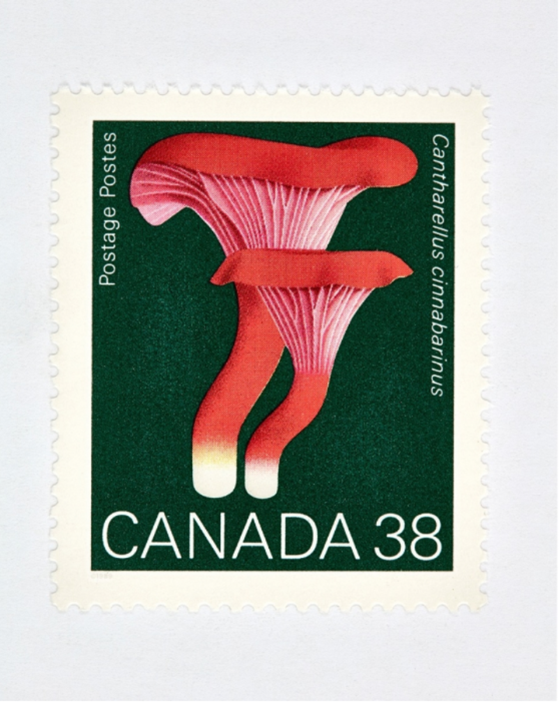 Canada 38 Mushroom Stamp (Green) by Peter Andrew Lusztyk | Collectibles