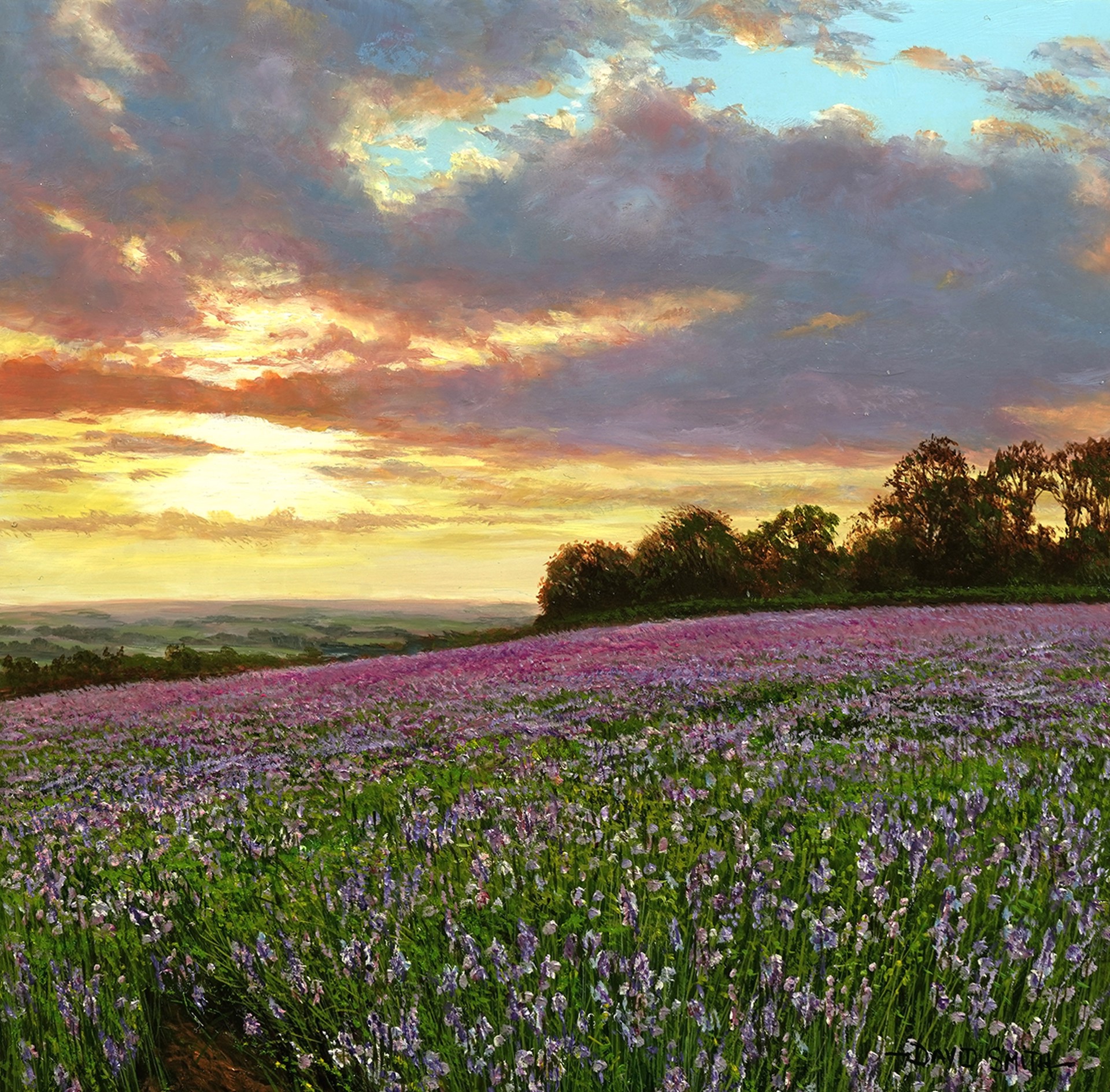 Lavender Field by David Smith