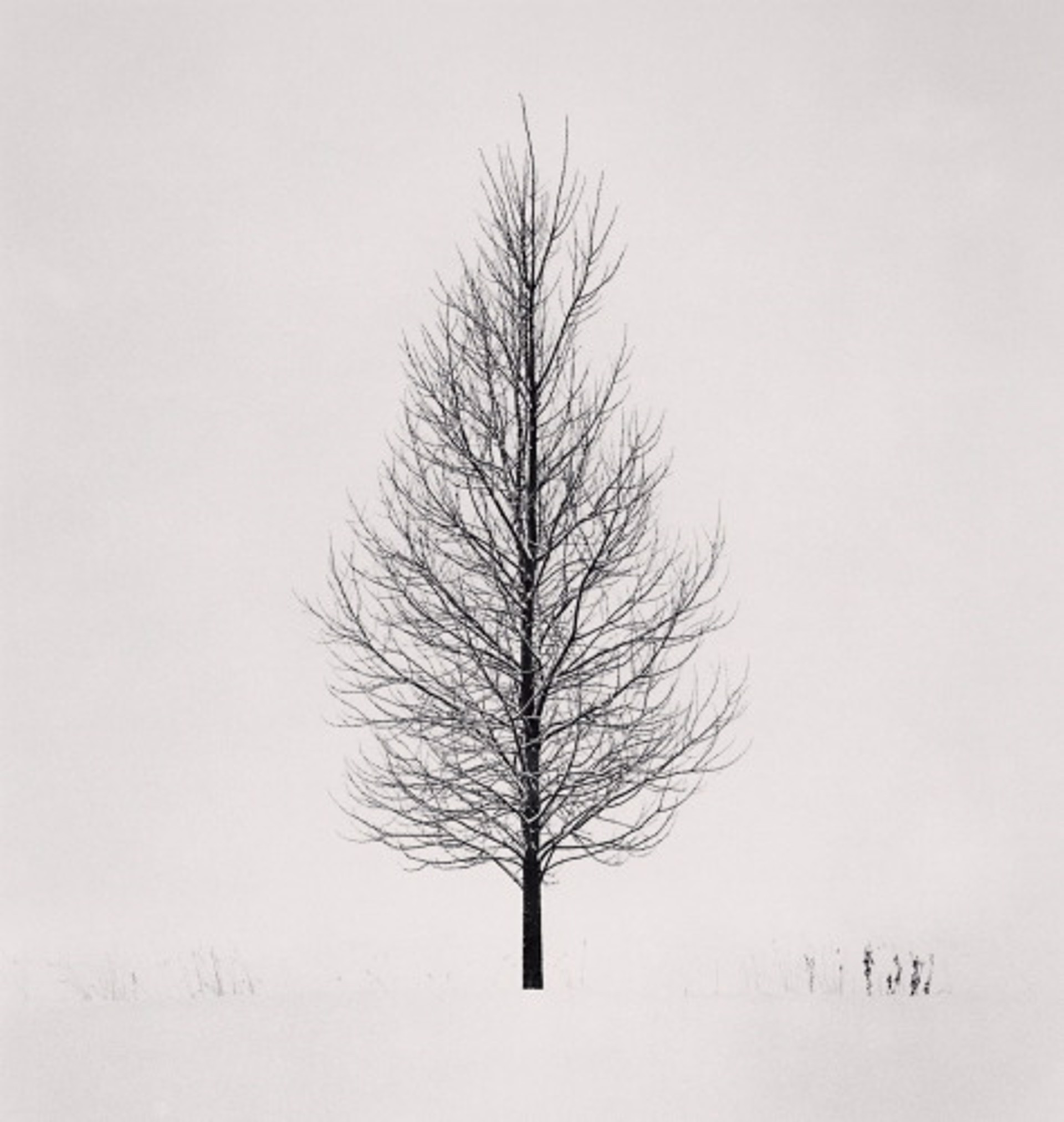 Tree Portrait, Study 5, Wakoto, Hokkaido, Japan (edition of 45) by Michael Kenna