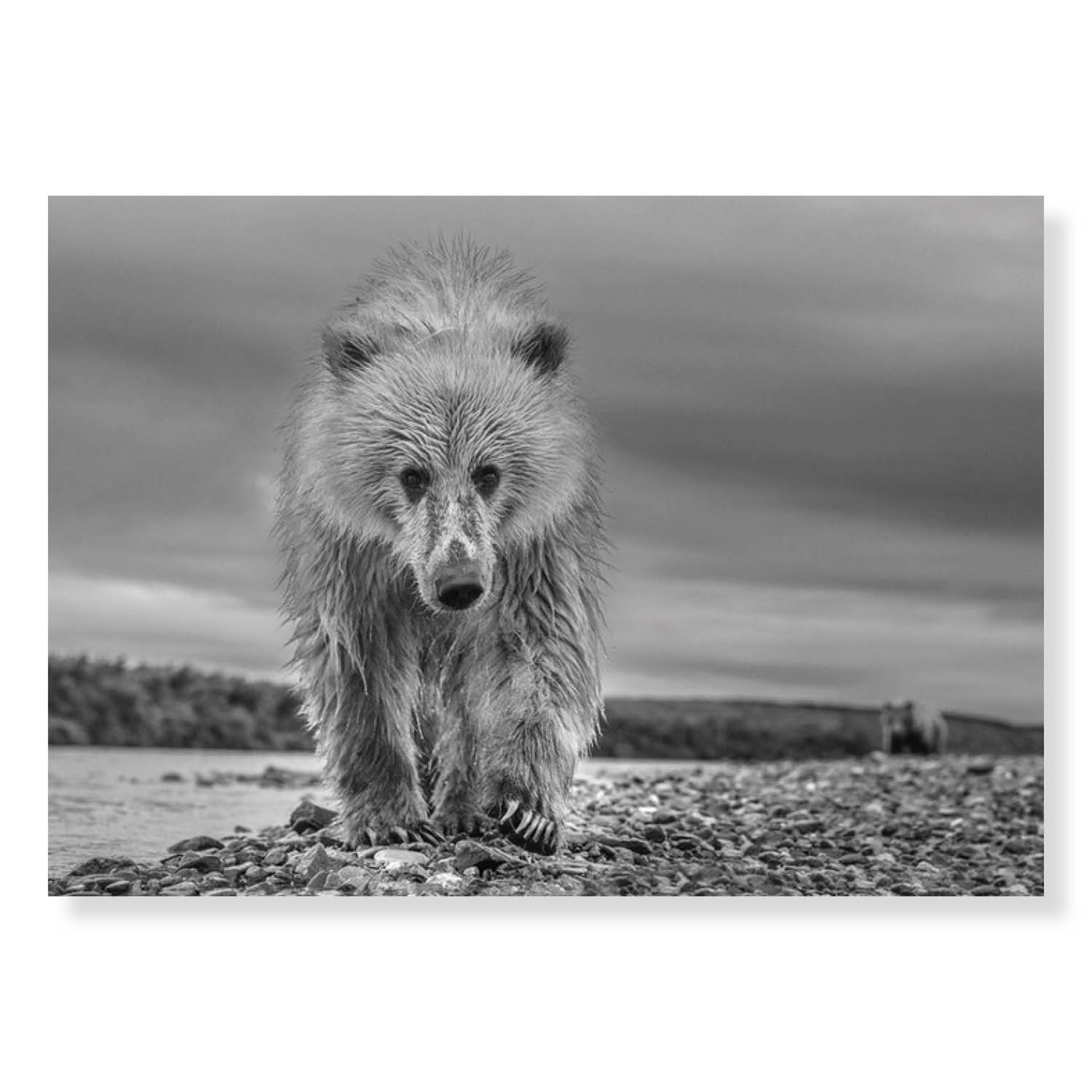 Ted by David Yarrow