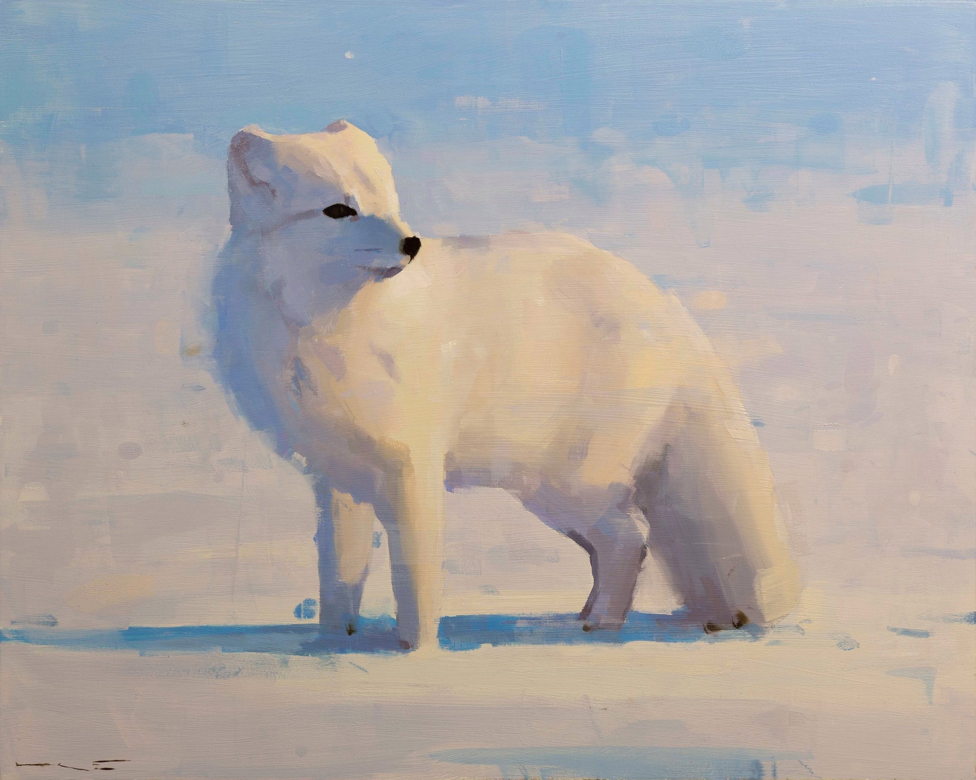 Arctic Fox by Thorgrimur Einarsson