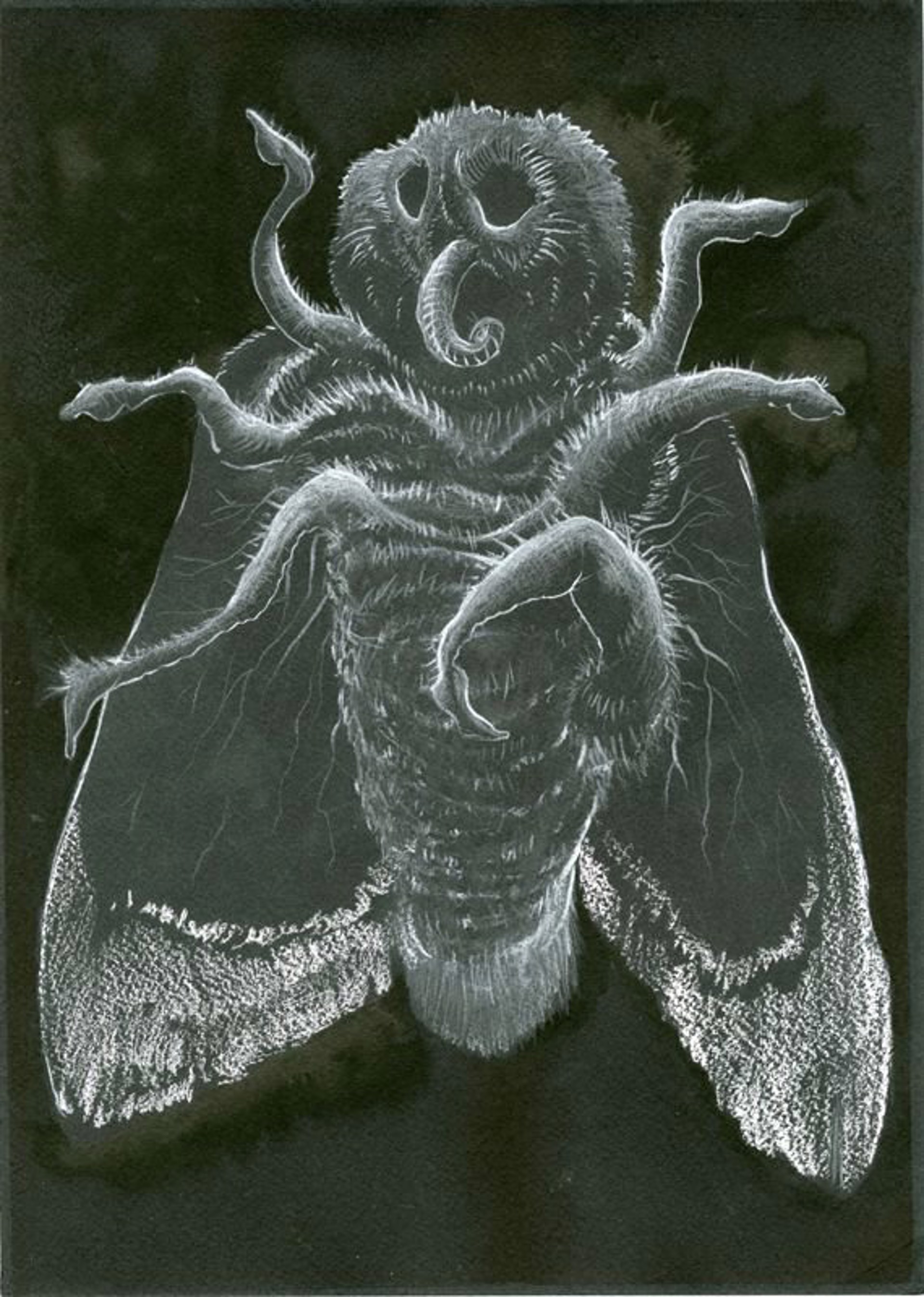 Papillon de Nuit by Jim Holyoak