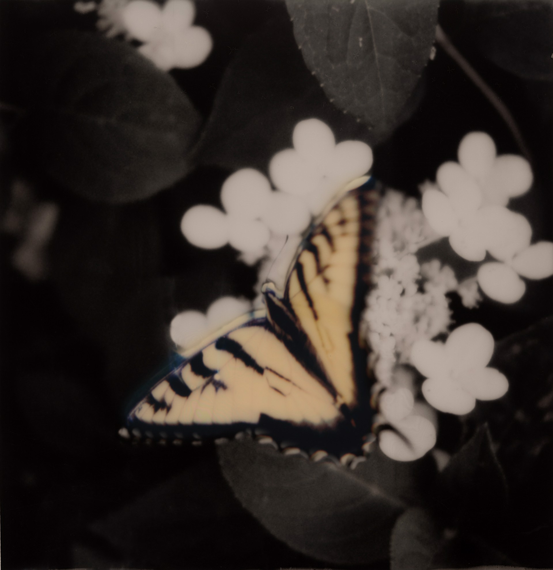 Butterfly by Lori Van Houten