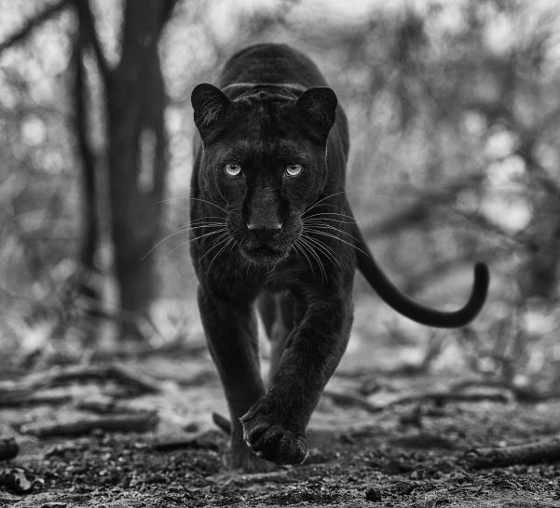 Remains Of The Day by David Yarrow