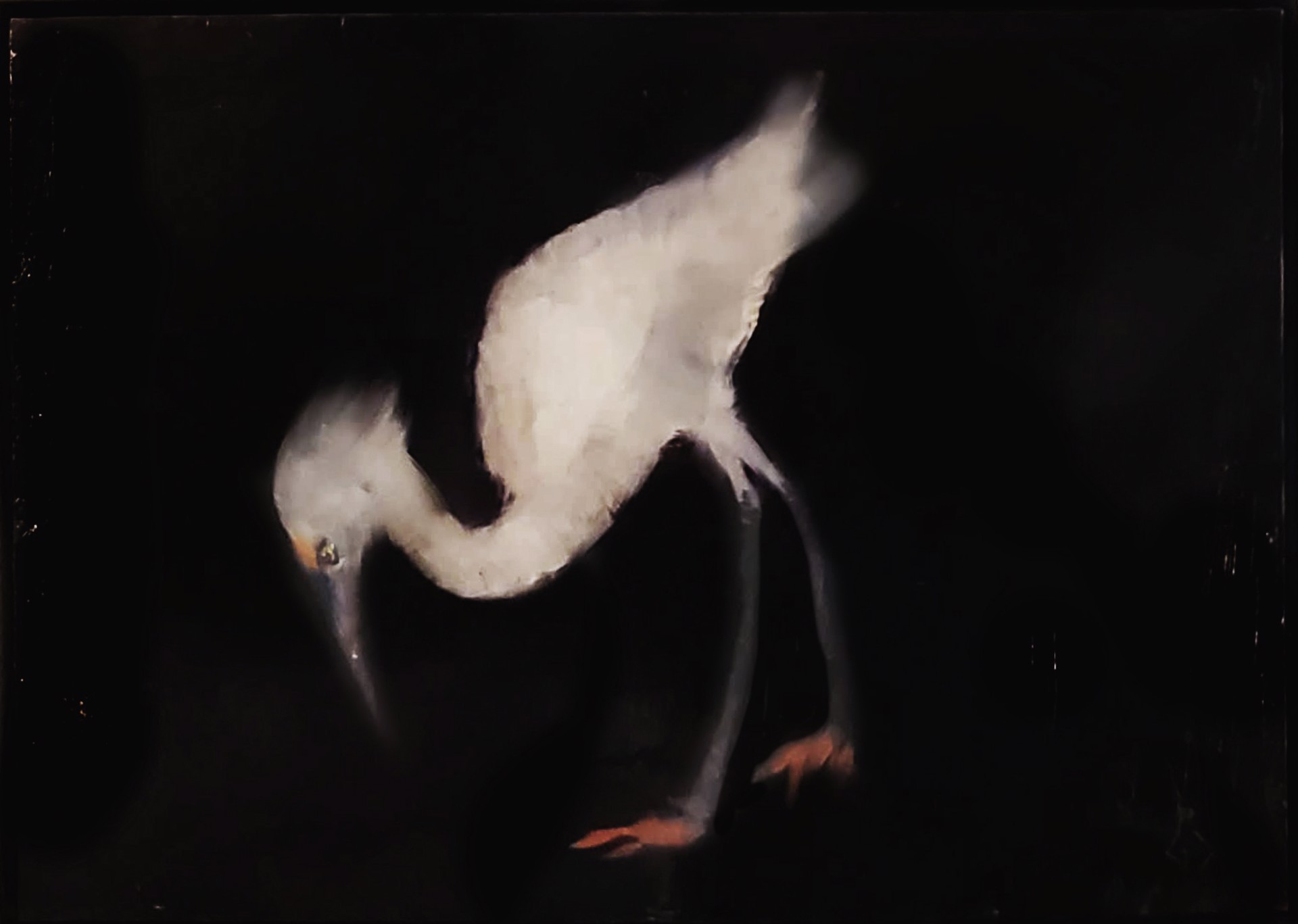 Snowy Egret by Greg Decker