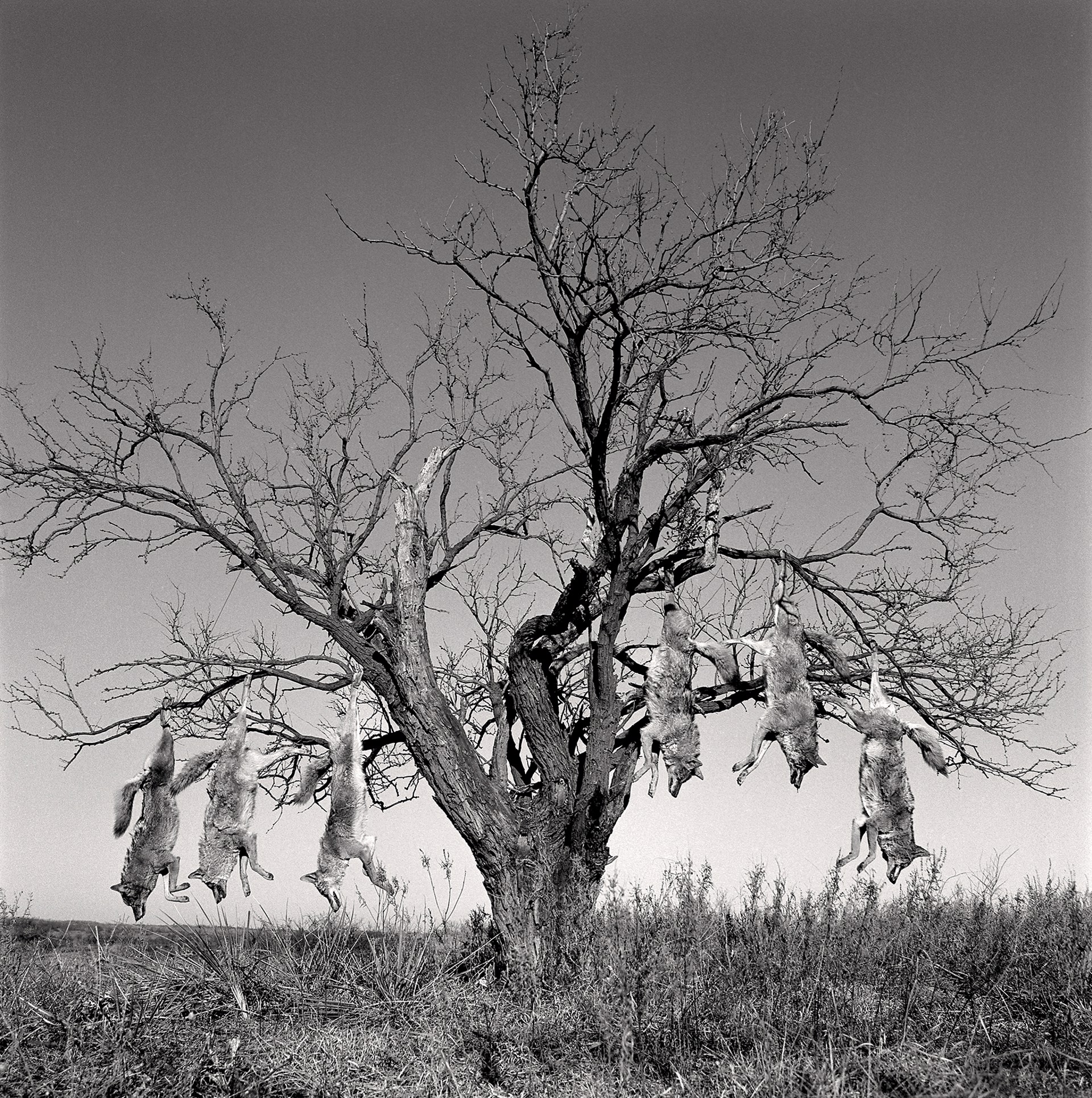 Mesquite Tree with Coyotes, Lambshead Ranch, Albany, Texas, January 9, 1998  5/10 by Laura Wilson