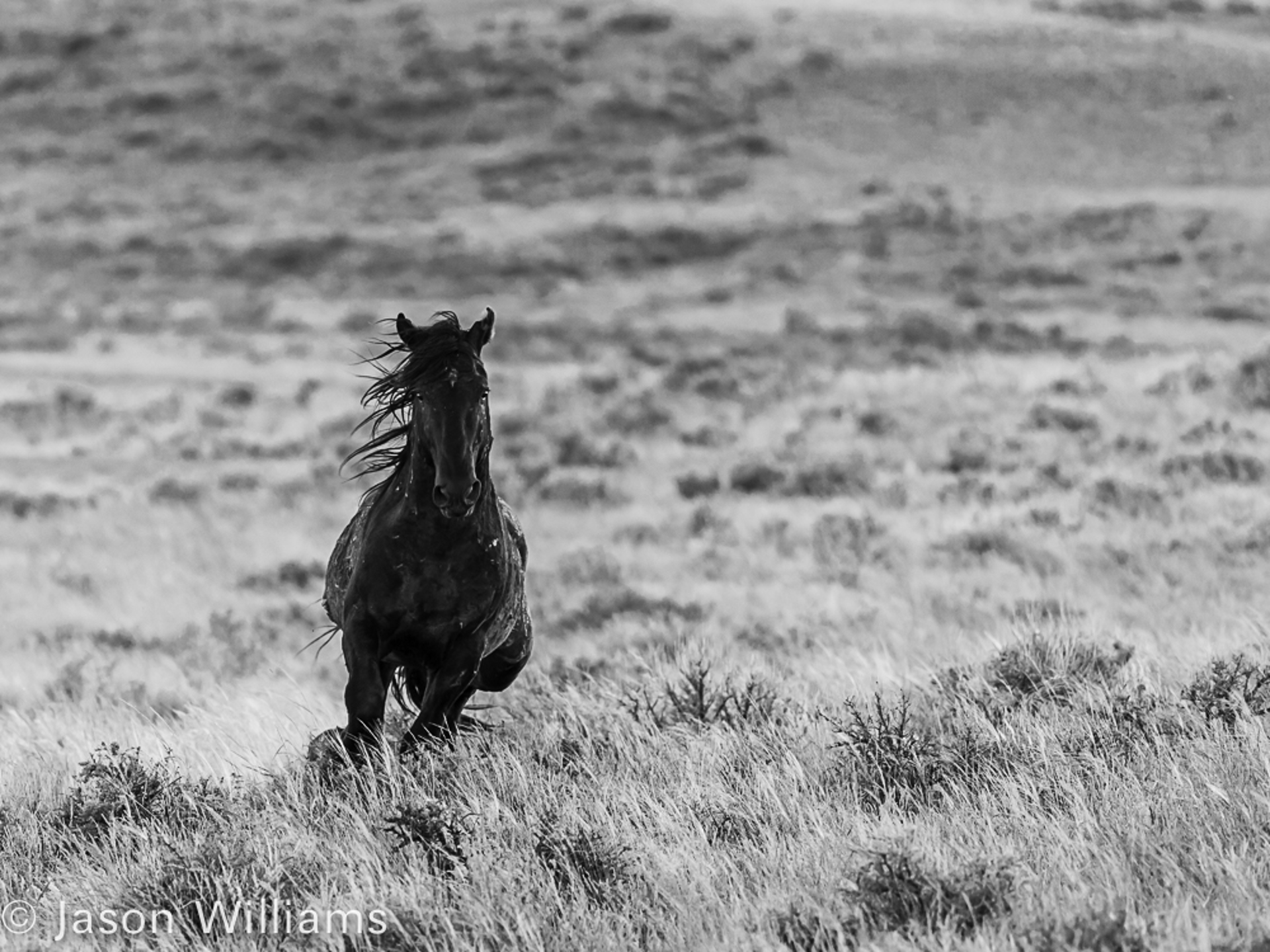 Wild Mustang Dramatically Running In Grassy Plains, Black And White Wildlife Photography on Acid Free Hahnemule Bamboo, By Jason Williams
