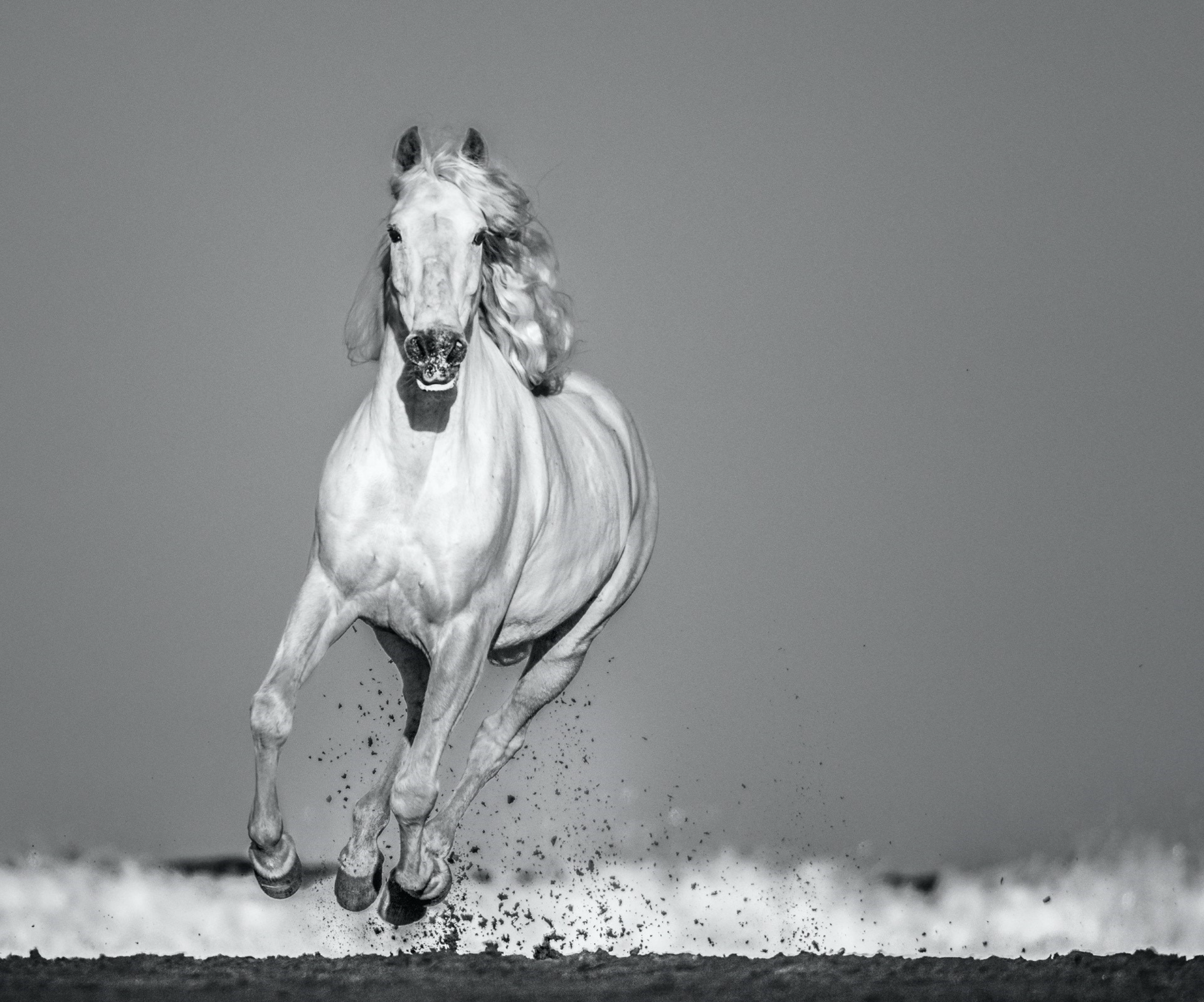 Pegasus by David Yarrow