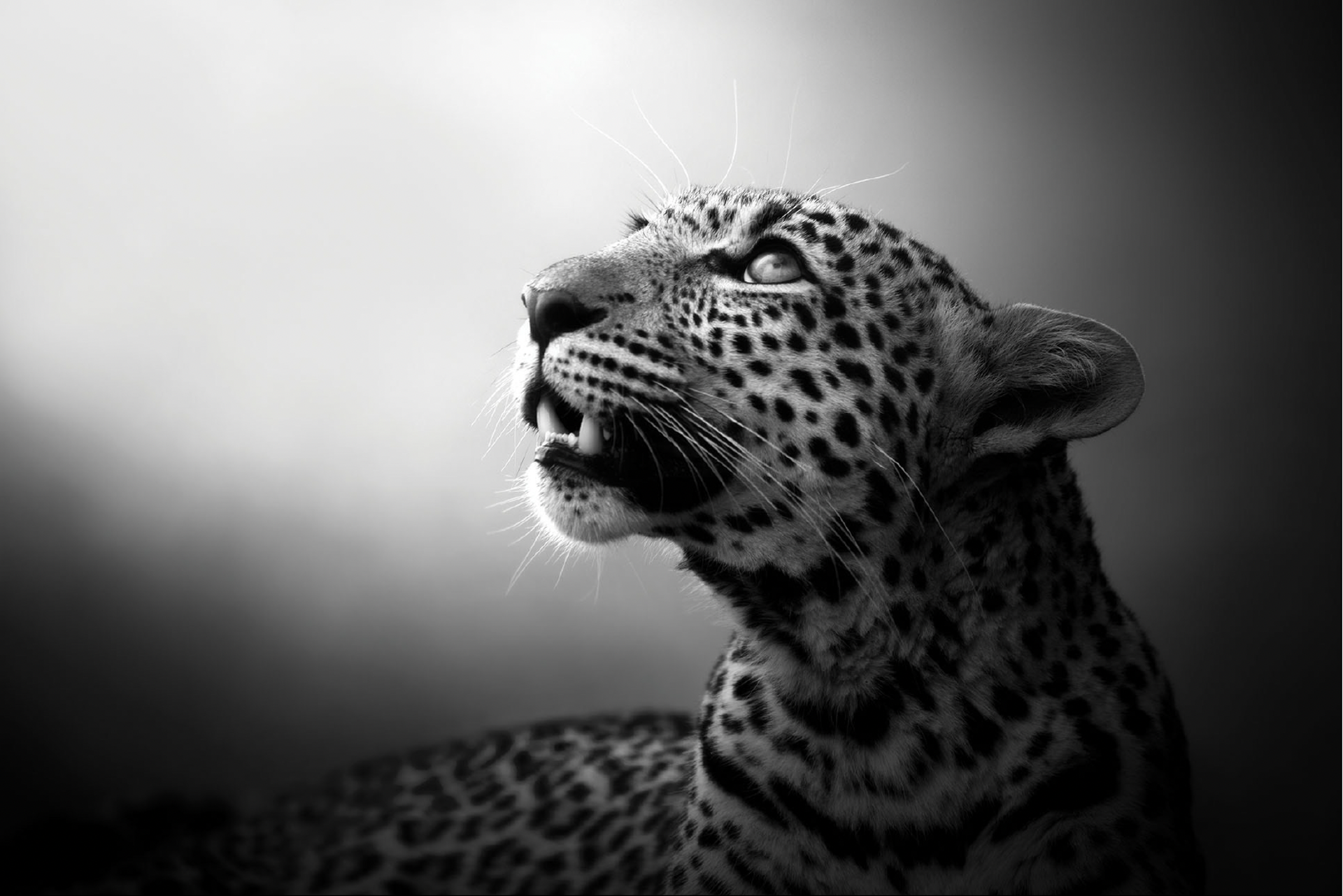 Soul of the Leopard by Björn Persson