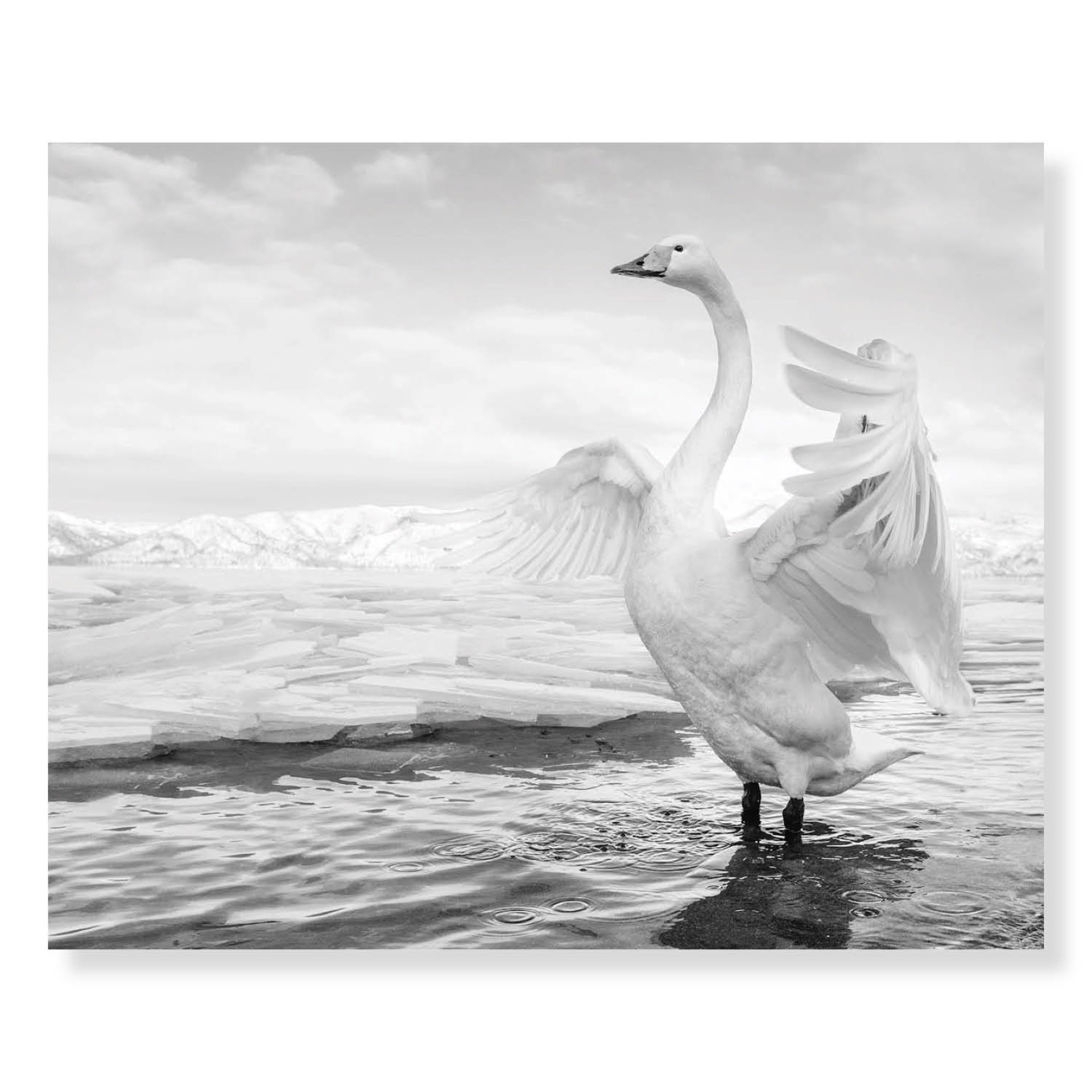 Swan Lake (AP3) by David Yarrow