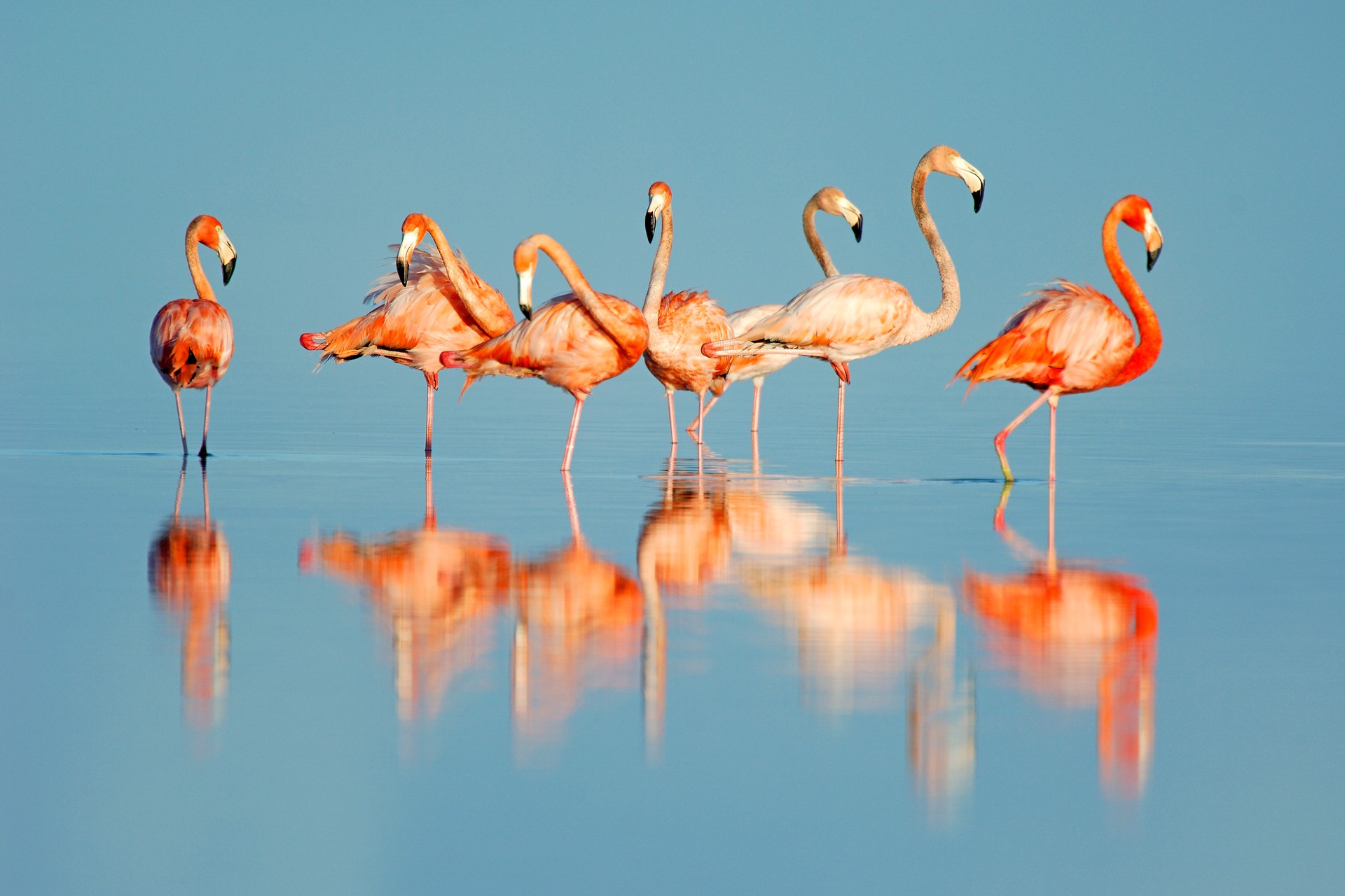 Andros Flamingos by Carlton Ward Photography