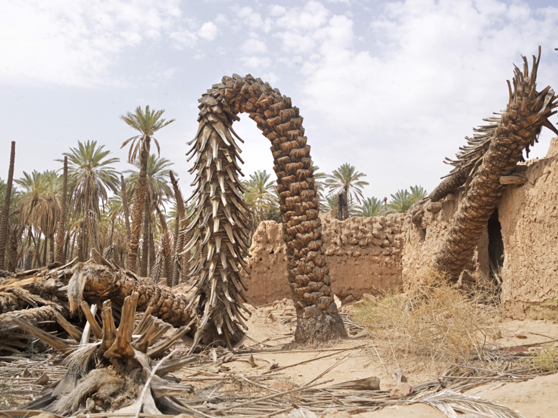 Heritage Palm Groves, Aulula, Saudia Arabia. by Ana Nance