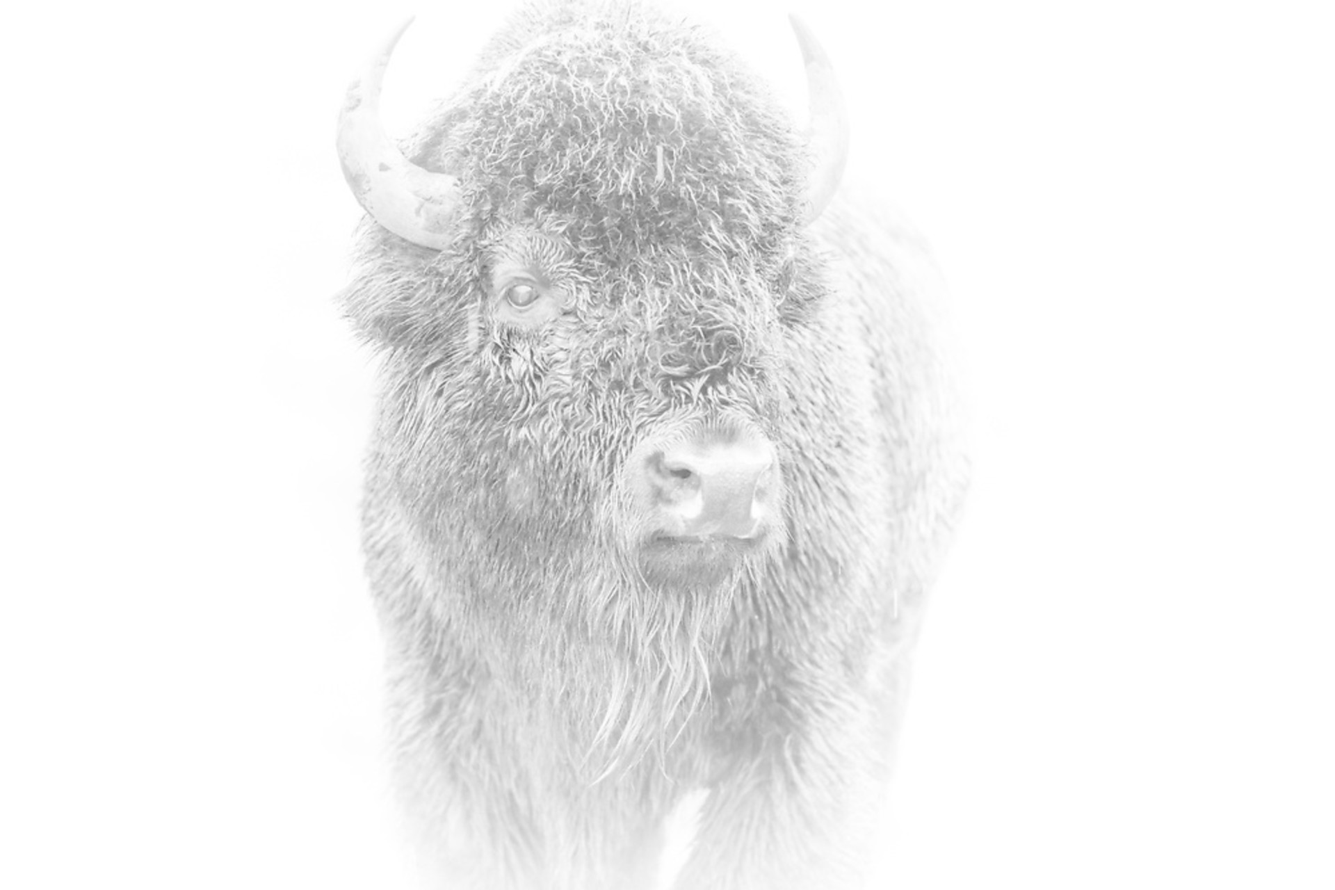 A Black And White Image Of A Bison In The Snow With A Frosty Coat By Dwight Vasel At Gallery Wild
