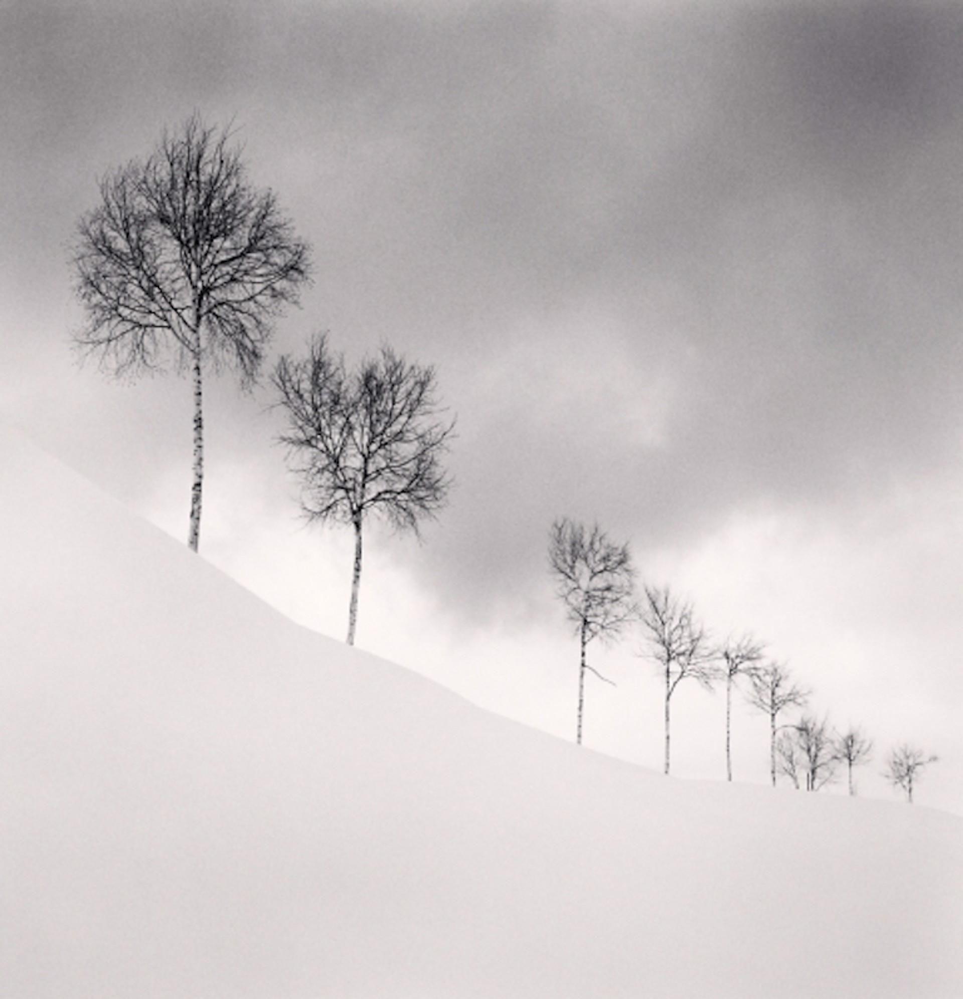 Nine Silver Birches, Shibetsu, Hokkaido, Japan (edition of 45) by Michael Kenna