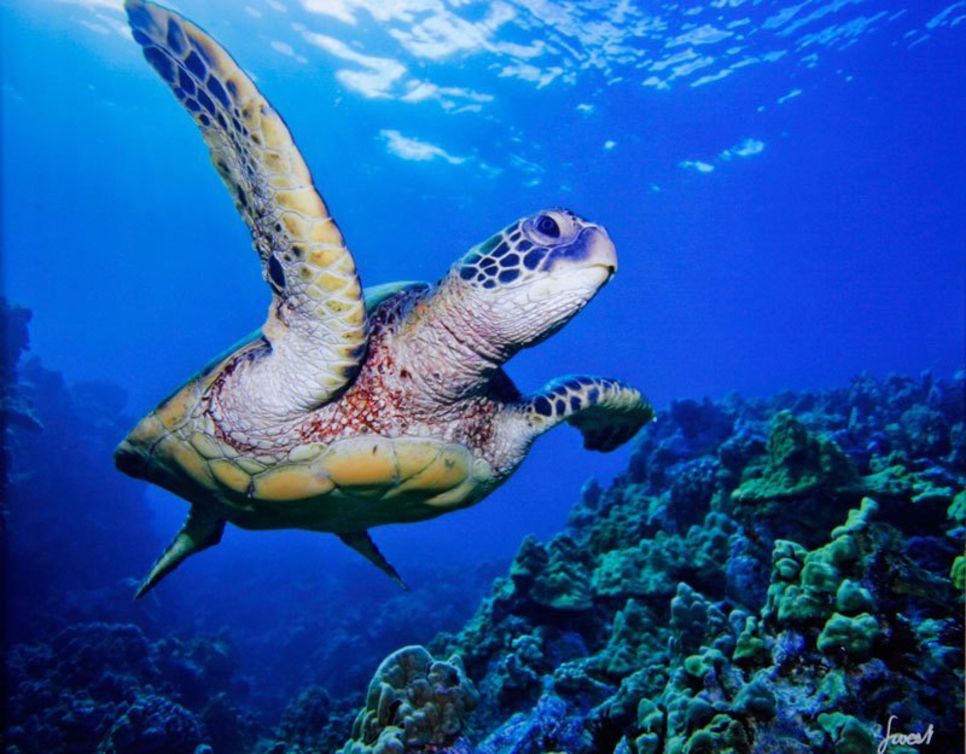 Flying Honu  by Monica and Michael Sweet