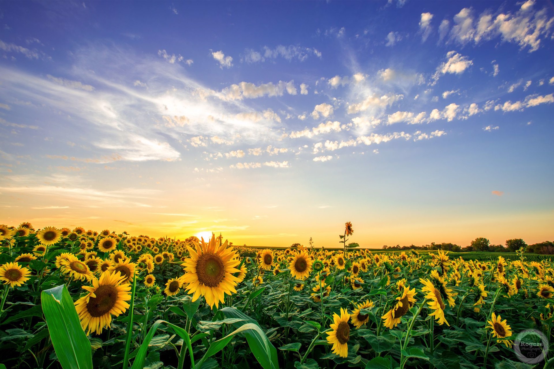 Iowa Sunflowers by Justin Rogers