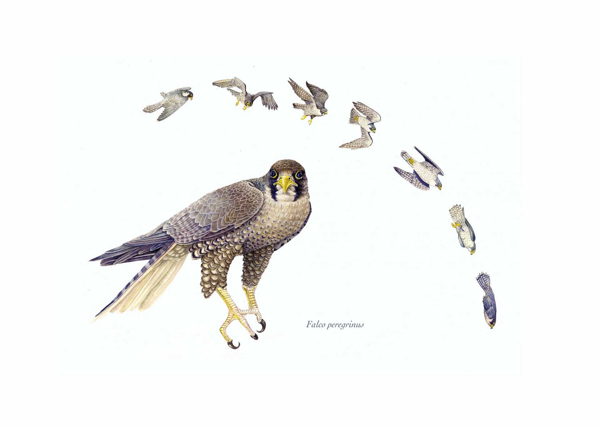 Peregrine Falcon by Helen Hagood Coxe