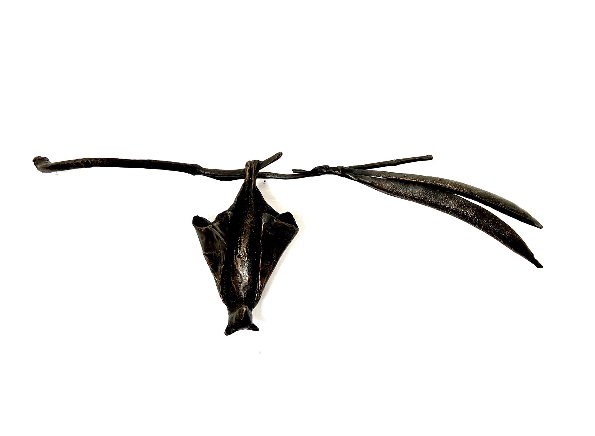 Bat on Catalpa by Copper Tritscheller
