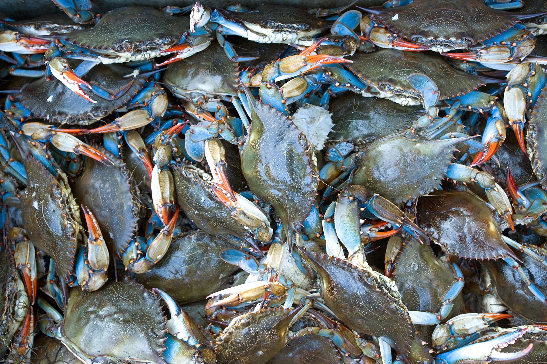 Blue Crabs by Carlton Ward Photography