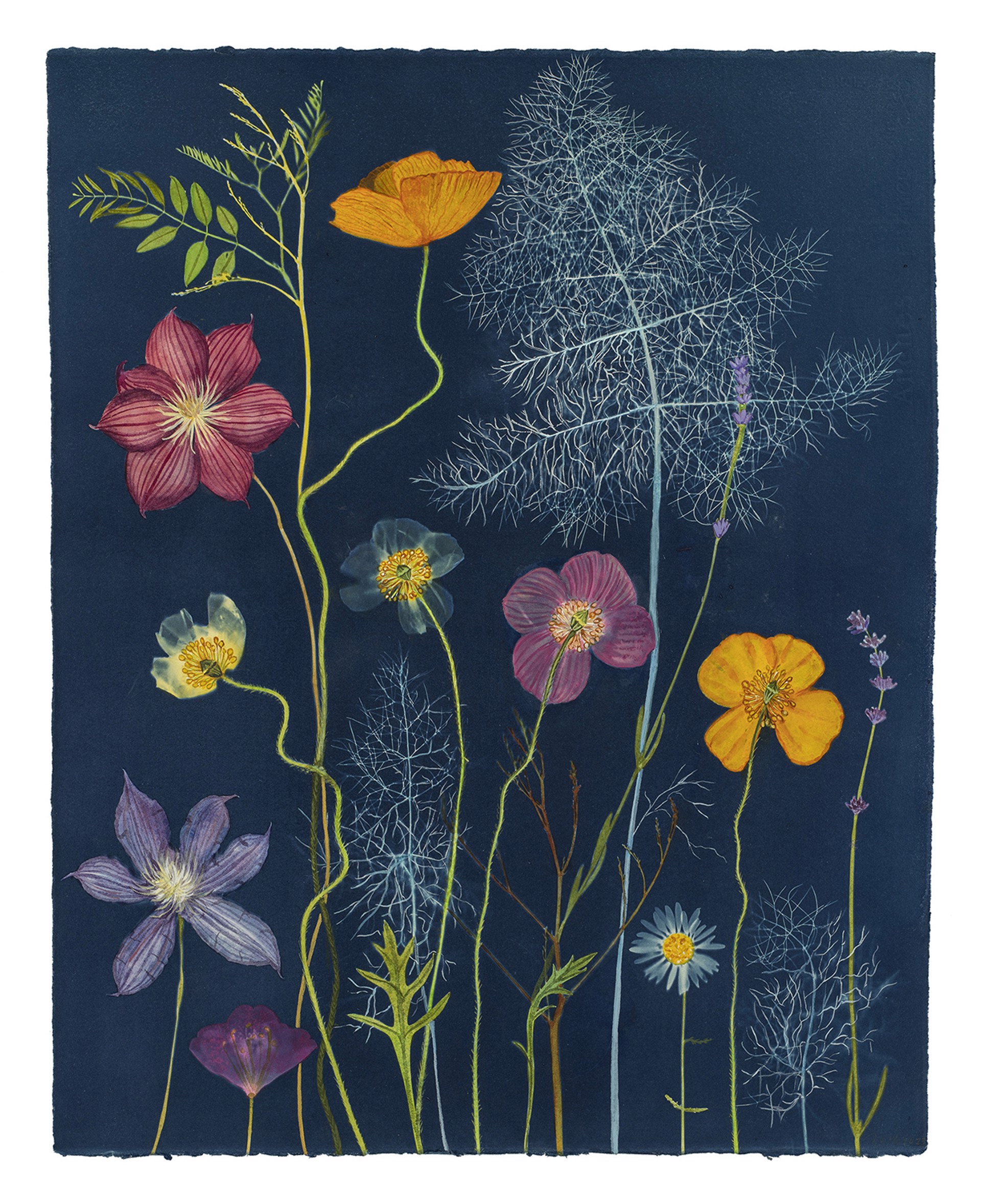 Nocturnal Nature (Poppies, Clematis, Fennel) by Julia Whitney Barnes