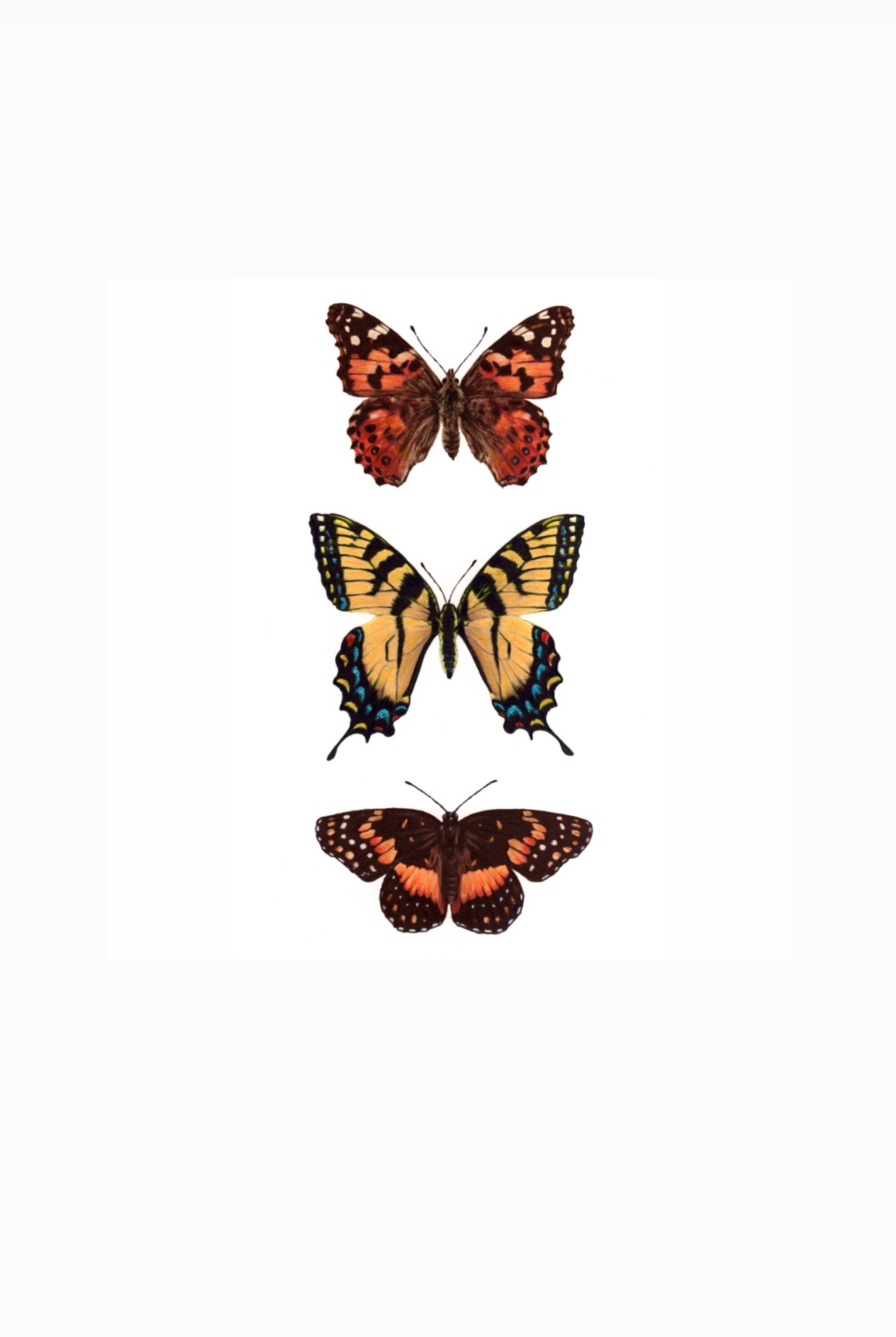 Butterflies of the Southwest by J.R. Hess