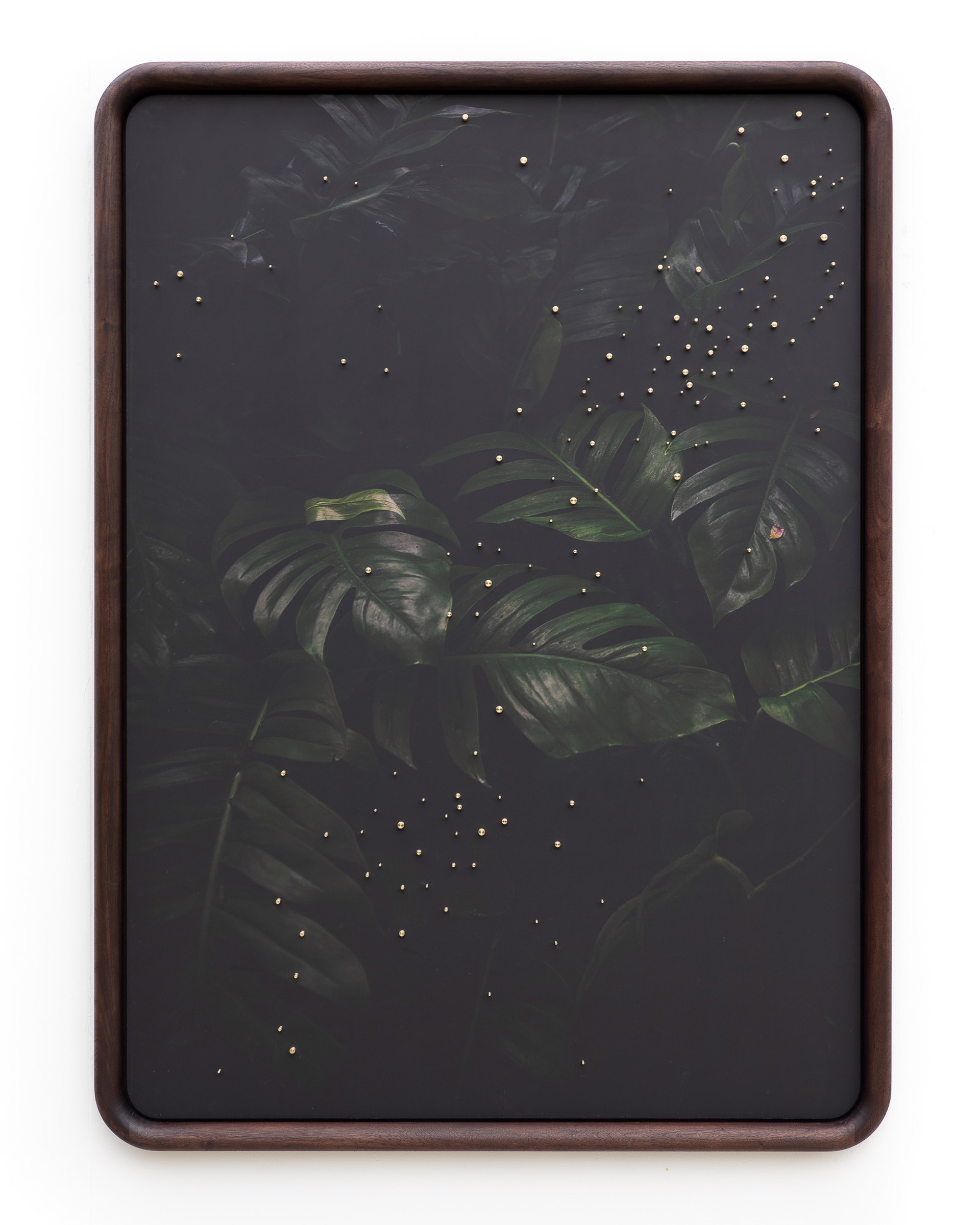 Out Of The Dark - Monstera by Patrick Lajoie