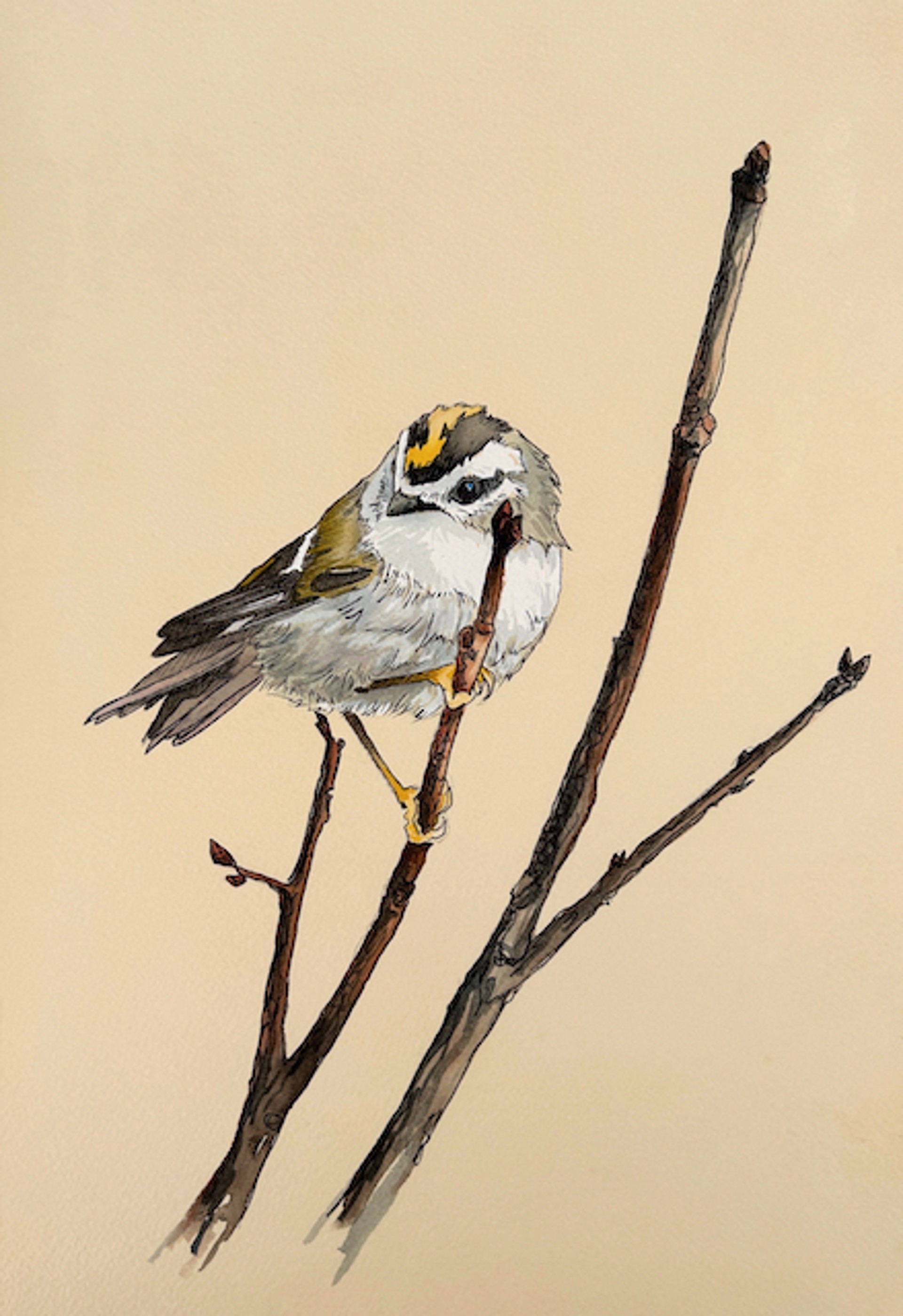 Golden Crowned Kinglet by HEATHER MILLAR